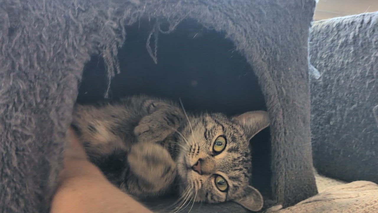 Enlarge Zoe, a Adoptable mixed breed in Newburgh, NY video 2/6