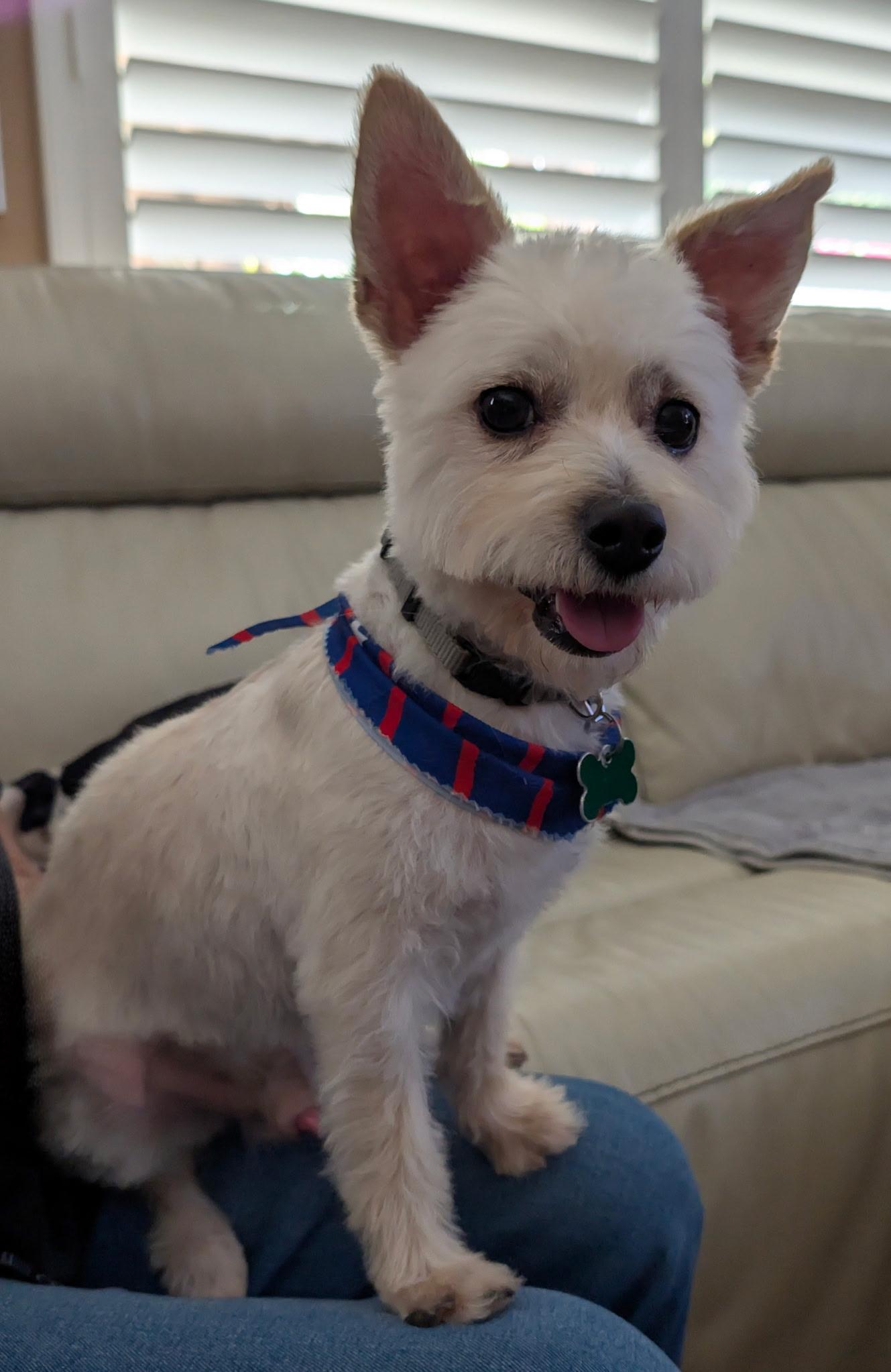 Percy, ADOPTABLE, Young Male West Highland White Terrier / Westie.