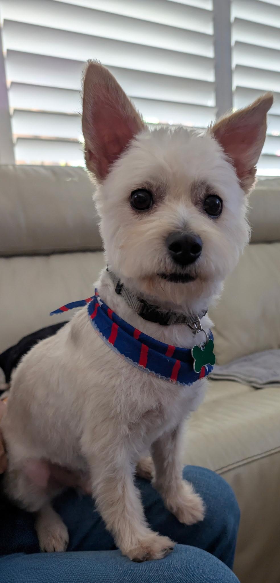 Enlarge Percy, a ADOPTABLE mixed breed in Mission Viejo, CA image 4/5