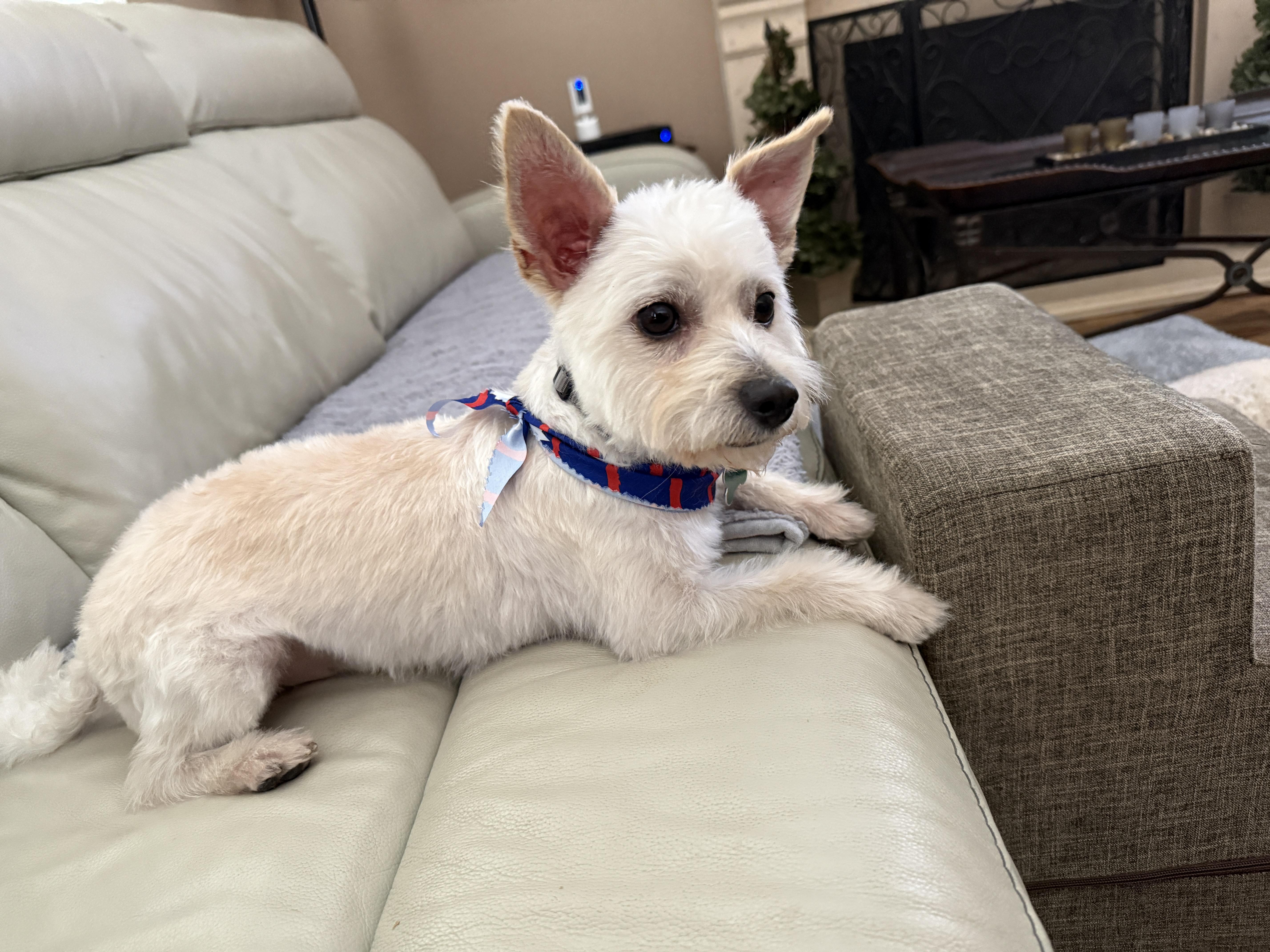 Enlarge Percy, a ADOPTABLE mixed breed in Mission Viejo, CA image 3/5