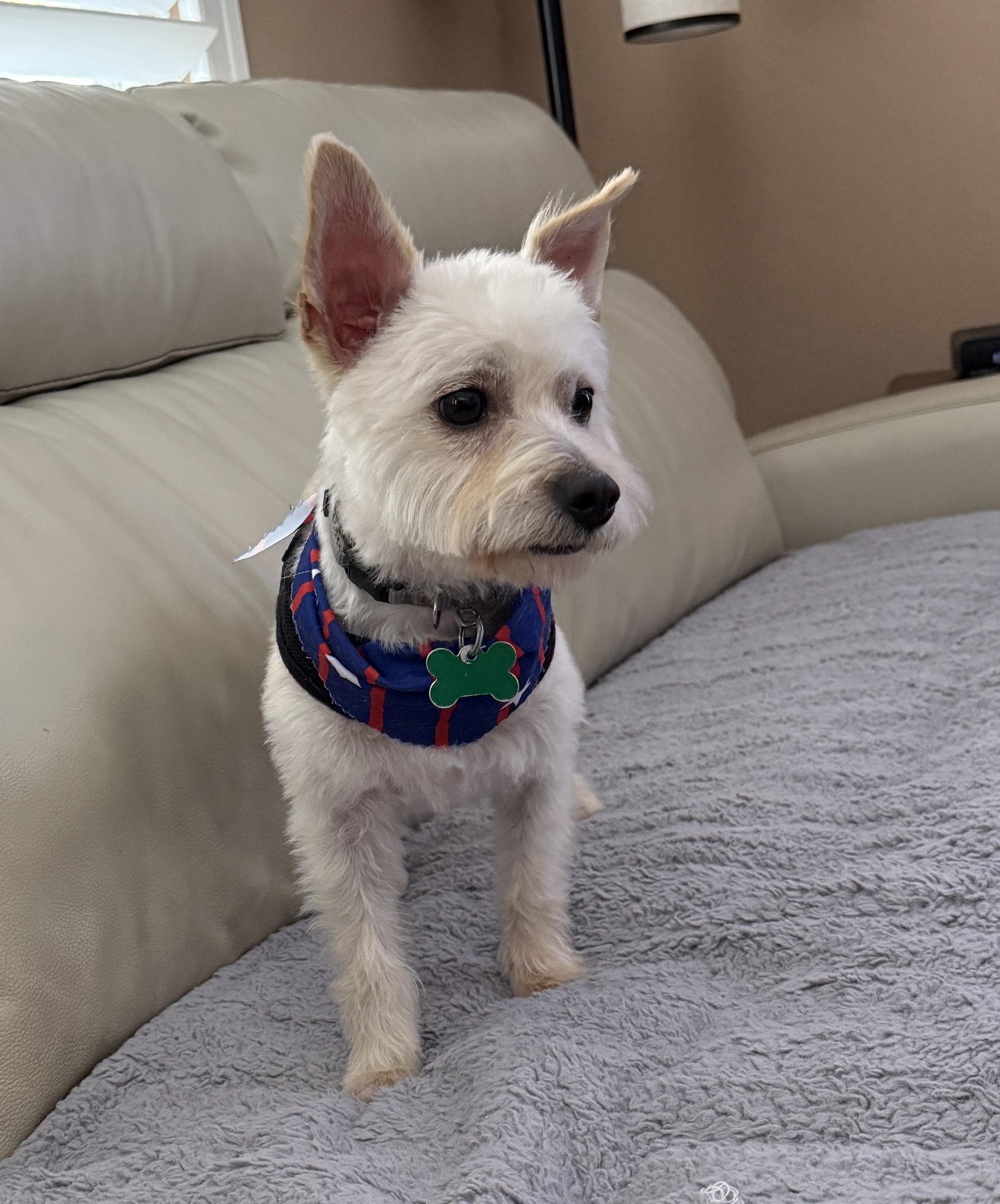 Enlarge Percy, a ADOPTABLE mixed breed in Mission Viejo, CA image 5/5