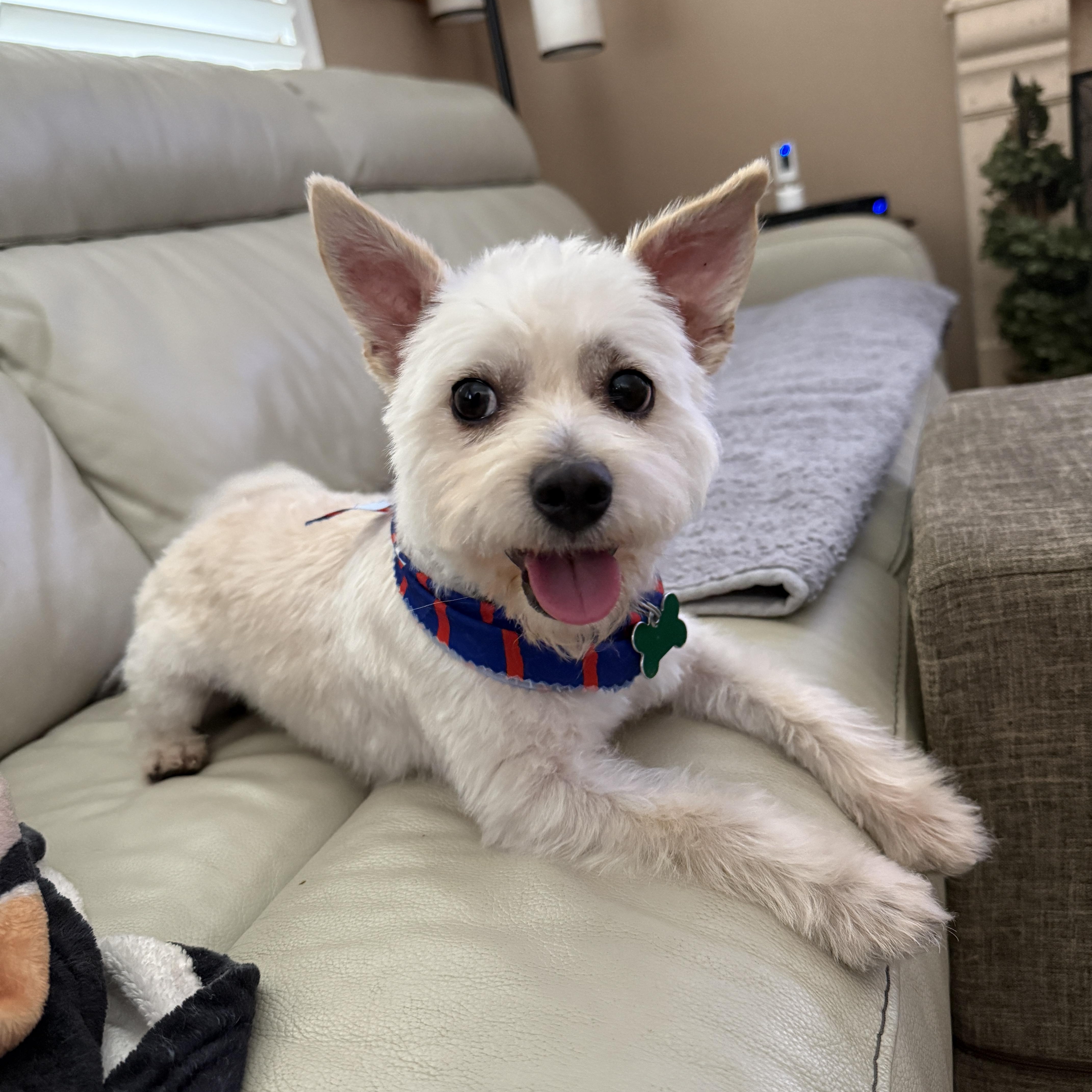 Enlarge Percy, a ADOPTABLE mixed breed in Mission Viejo, CA image 2/5