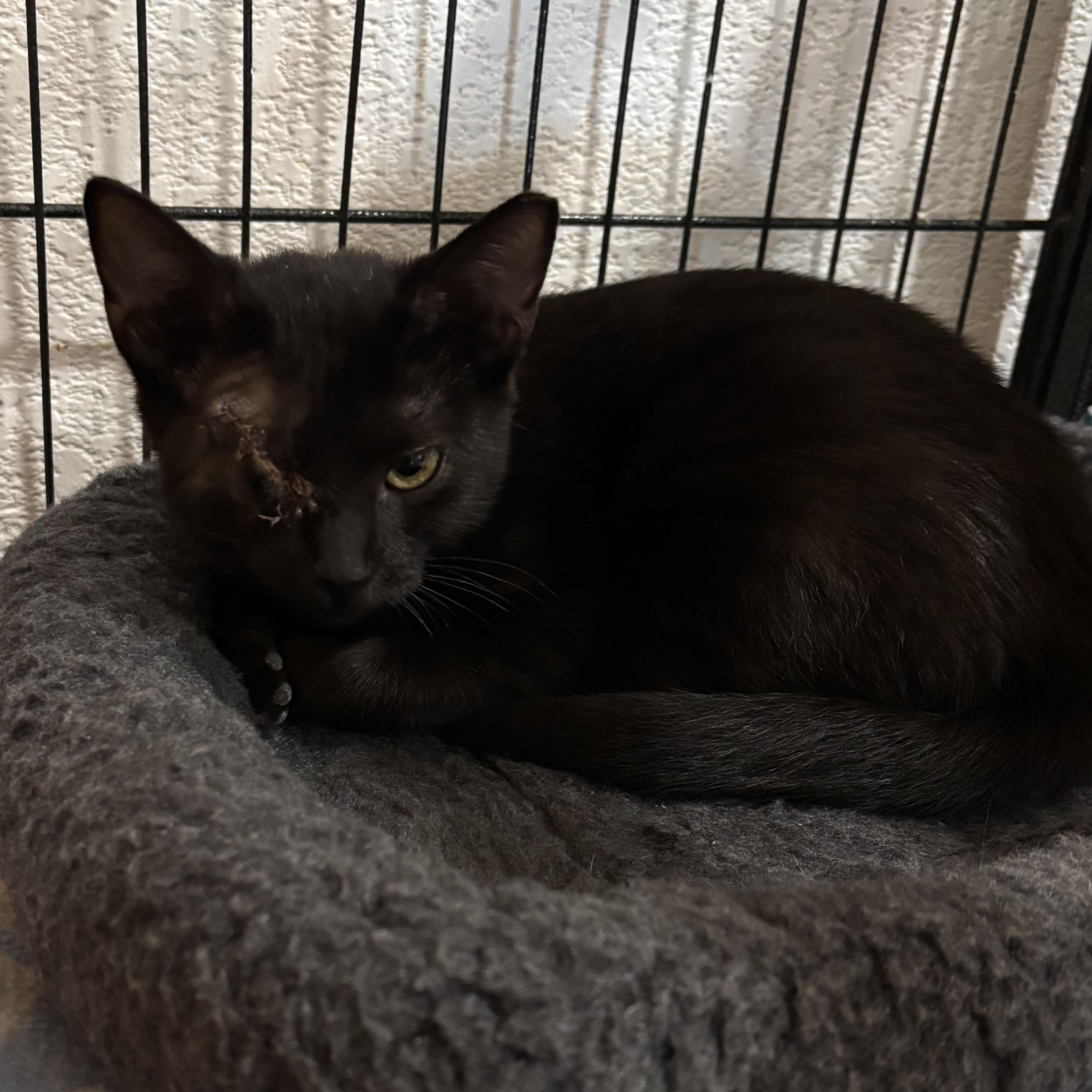 Enlarge Iris 2479, a ADOPTABLE Domestic Short Hair in Boca Raton, FL image 1/1