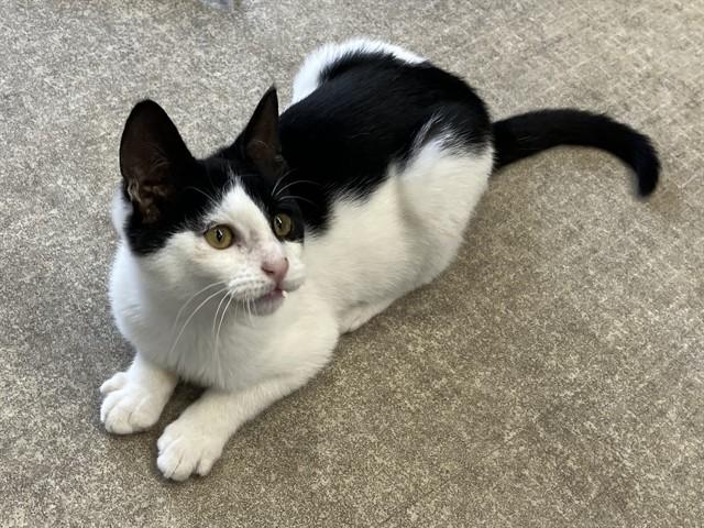 Enlarge SAMPSON, a Adoptable Domestic Short Hair in Palo Alto, CA image 1/1