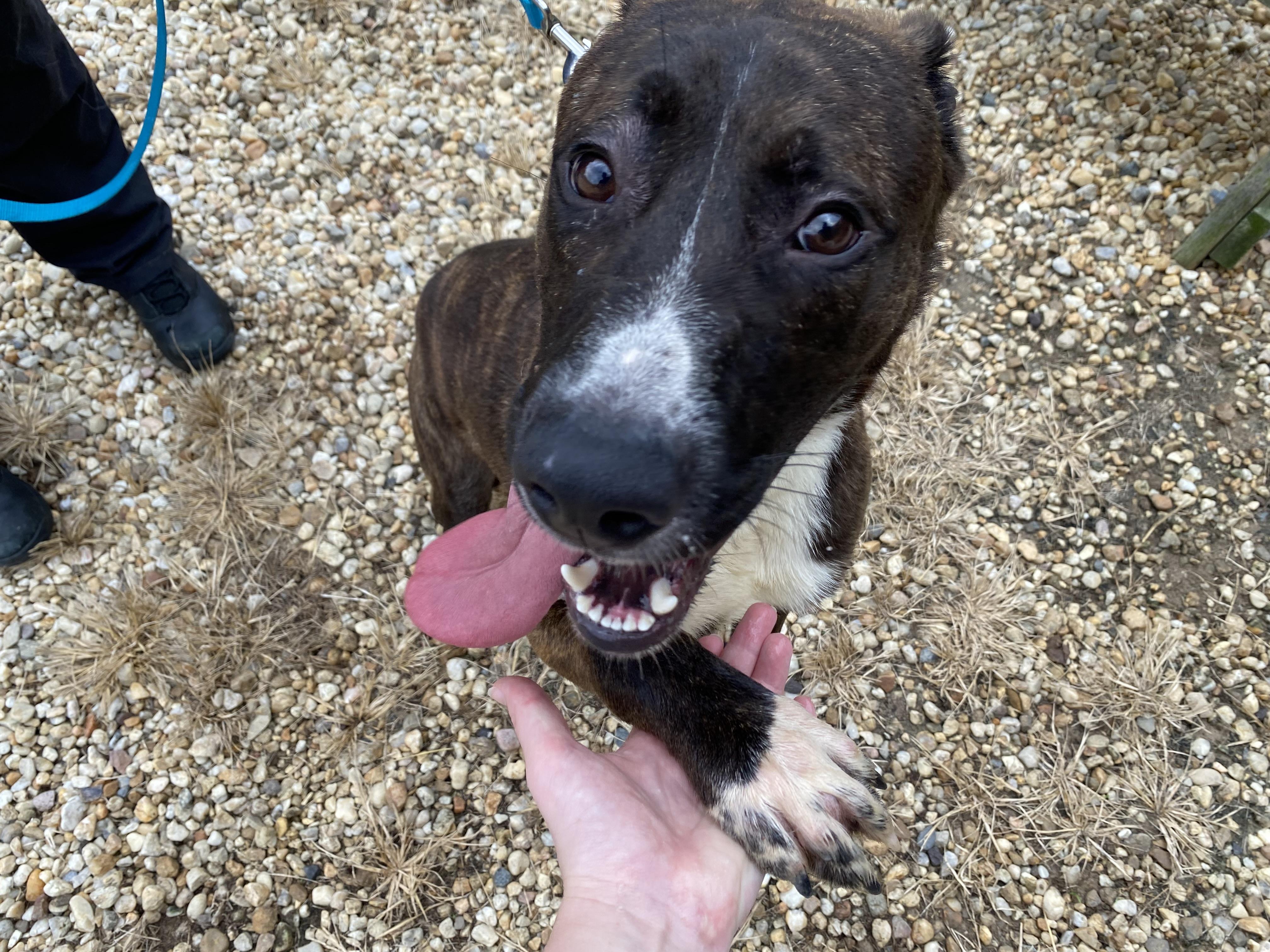 Enlarge Goose, a Adoptable mixed breed in King George, VA image 2/6