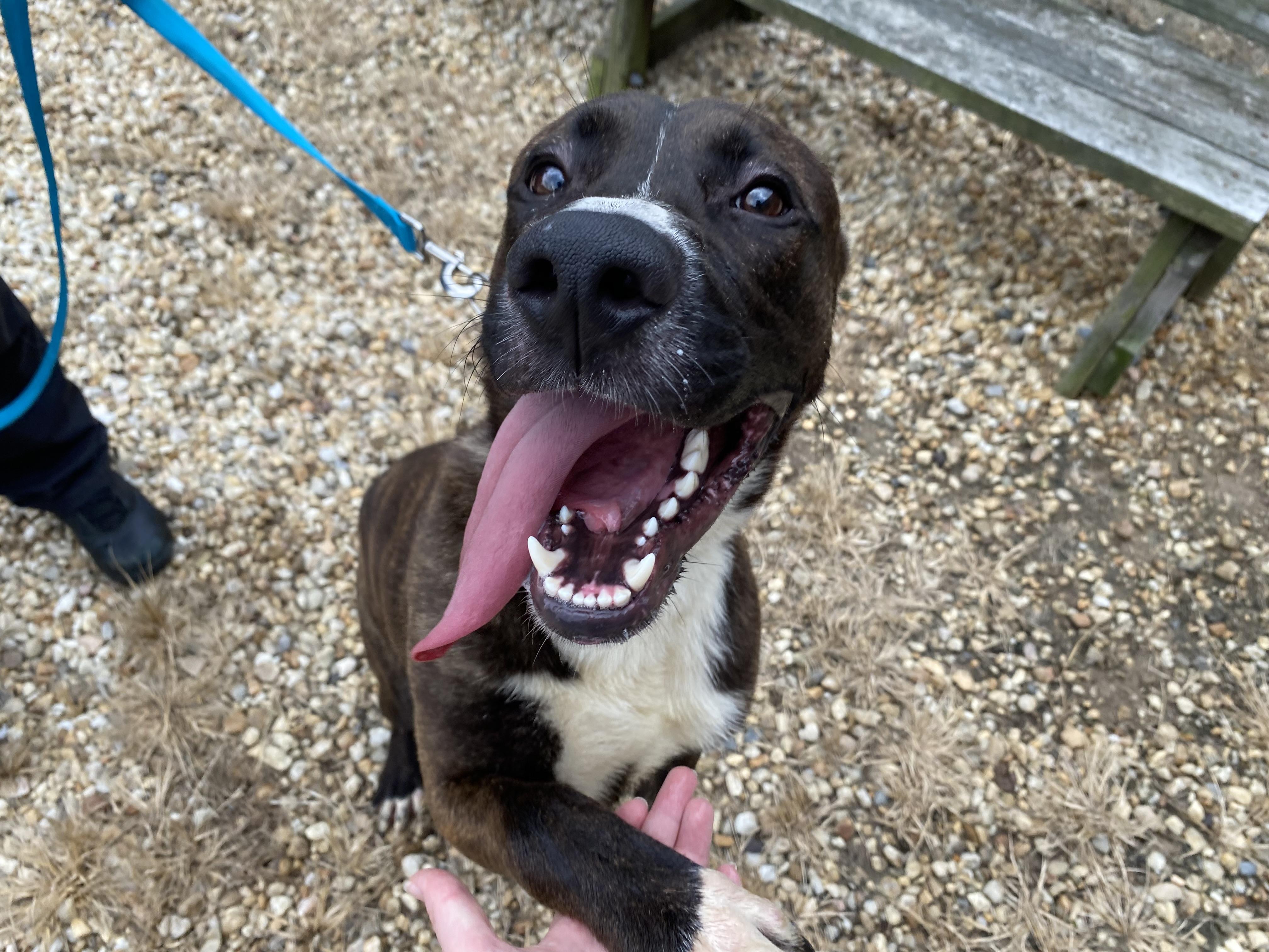 Enlarge Goose, a Adoptable mixed breed in King George, VA image 5/6