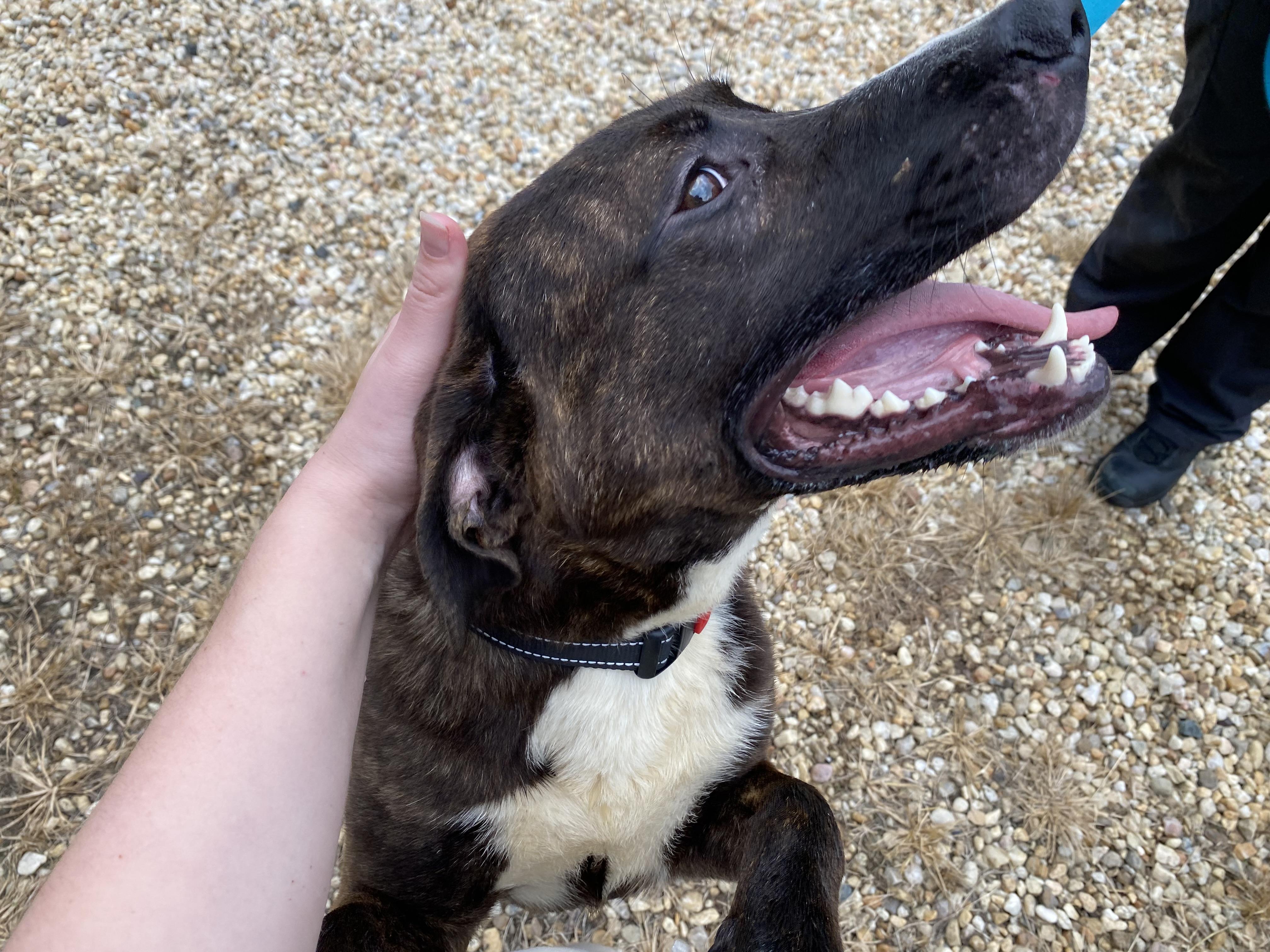 Enlarge Goose, a Adoptable mixed breed in King George, VA image 6/6
