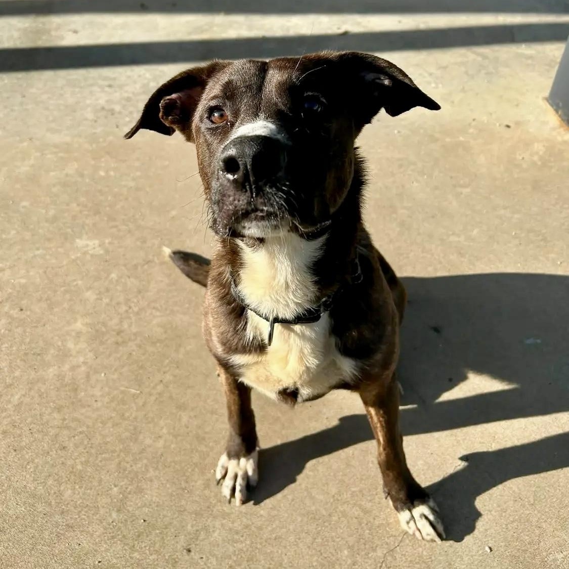 Goose, Adoptable, Young Male Belgian Shepherd / Malinois.