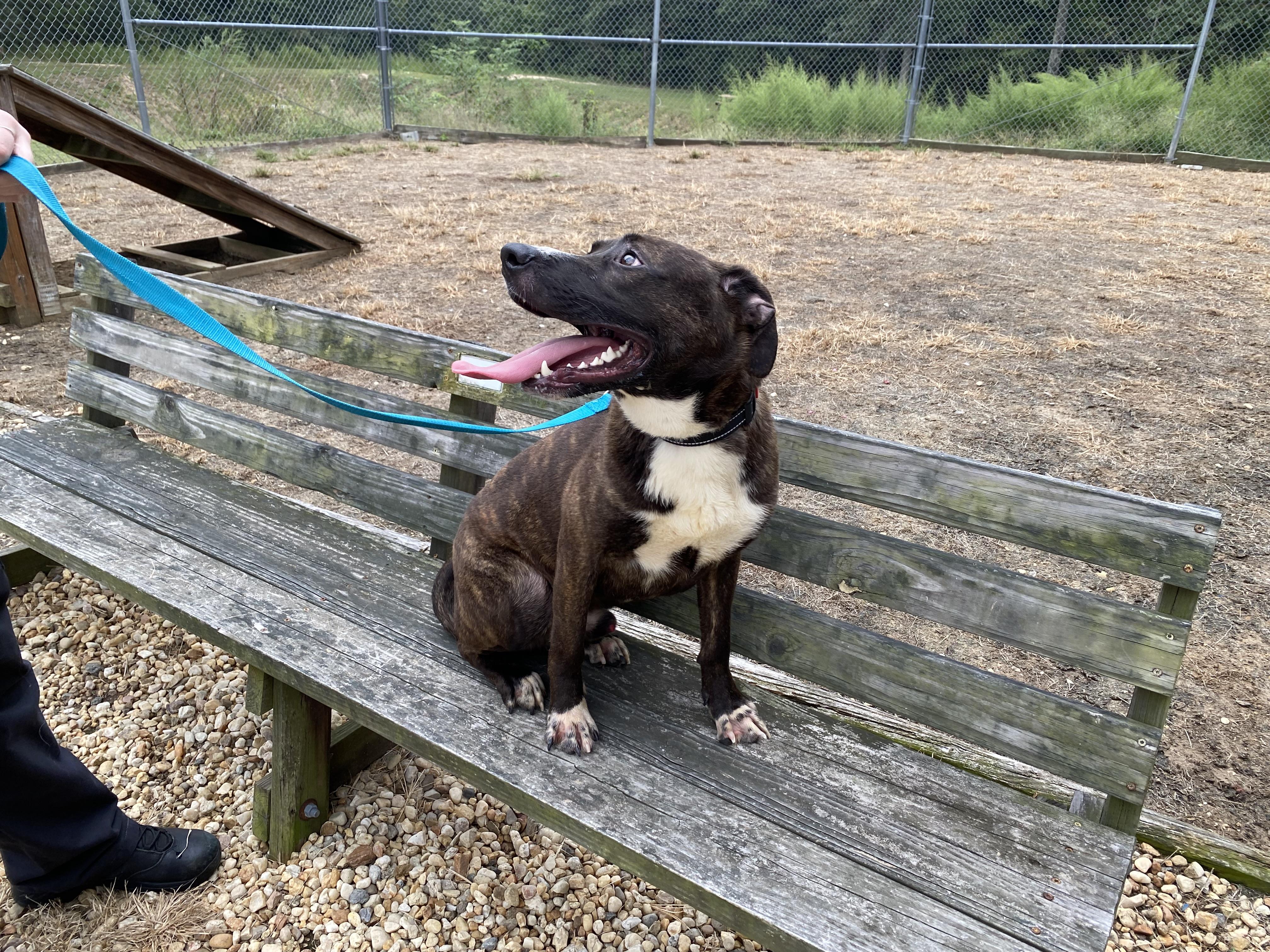 Enlarge Goose, a Adoptable mixed breed in King George, VA image 3/6