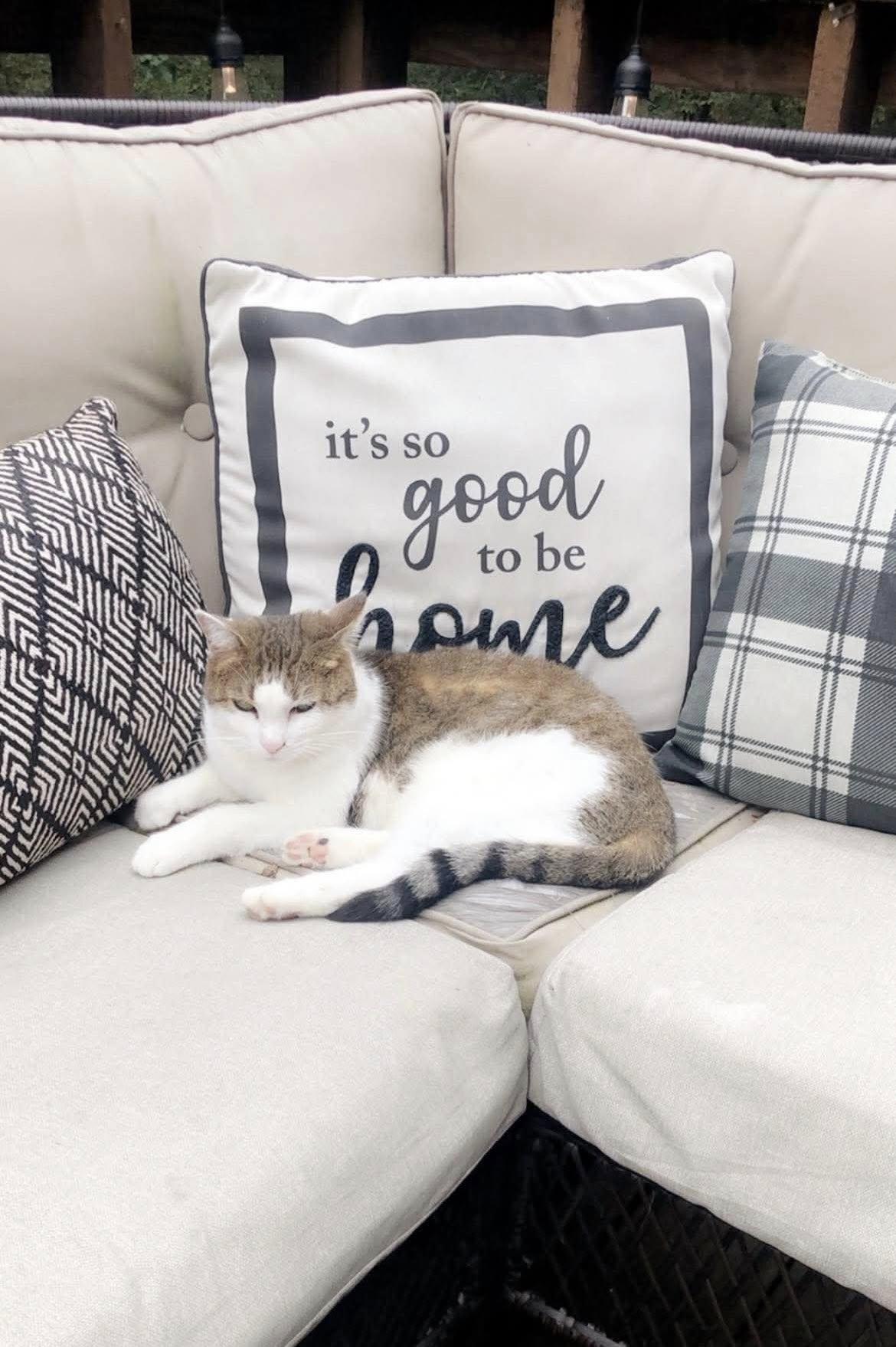 Fiona - Courtesy Post, a Adoptable Domestic Short Hair in Janesville, WI image 1/3