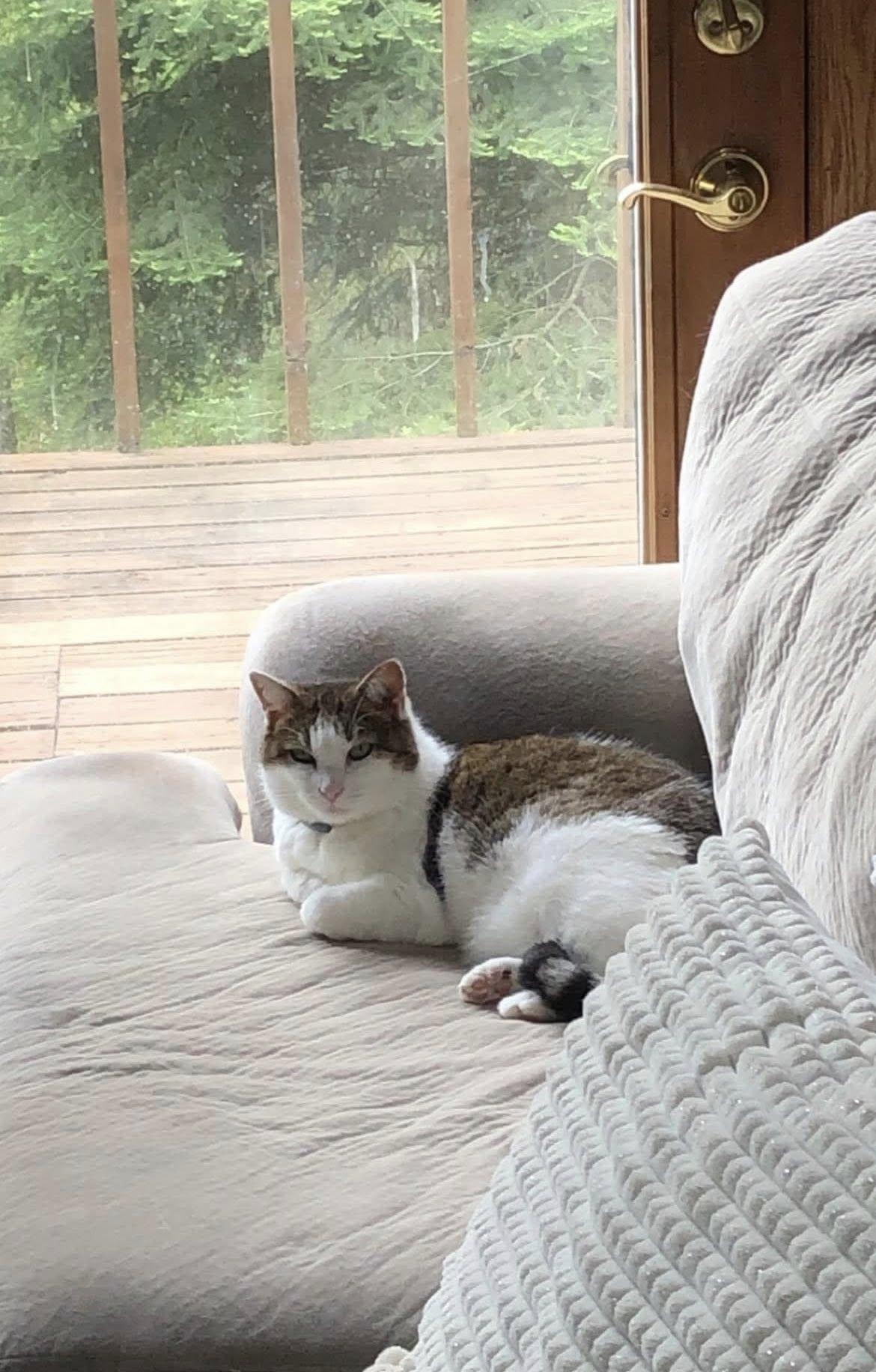 Fiona - Courtesy Post, a Adoptable Domestic Short Hair in Janesville, WI image 3/3