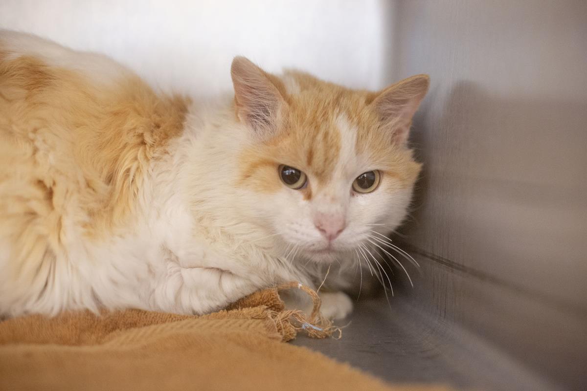 Enlarge Cheddar Puff, a Adoptable mixed breed in Mountain Home, AR image 1/1