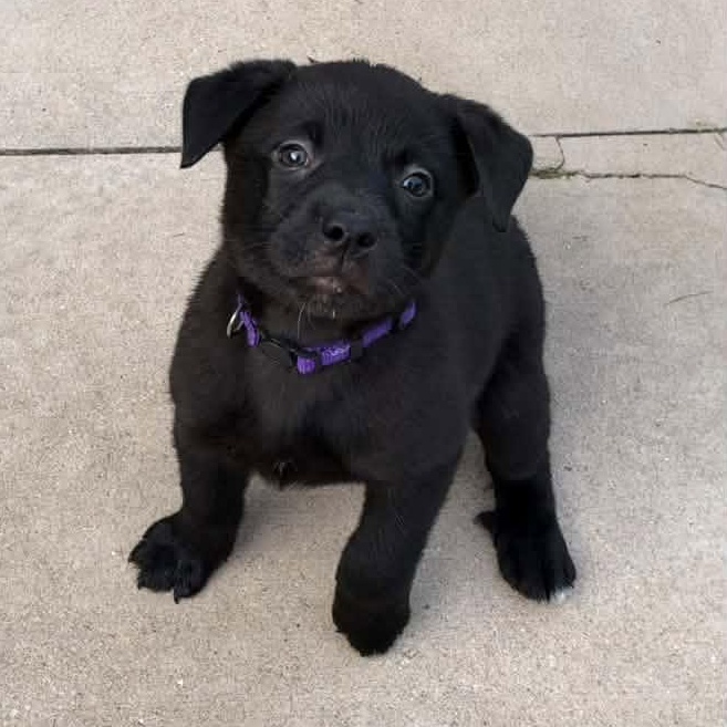 Enlarge Donna Meagle, a Adoptable Mixed Breed in Racine, WI image 2/3