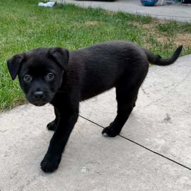 Enlarge Donna Meagle, a Adoptable Mixed Breed in Racine, WI image 3/3