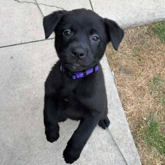 Donna Meagle, Adoptable, Young Female Mixed Breed.