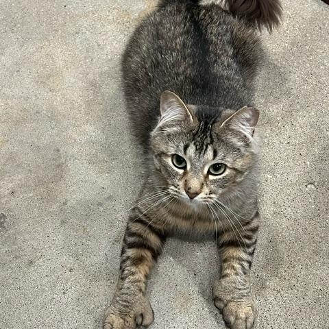 Oliver (Bonded with Milo II)