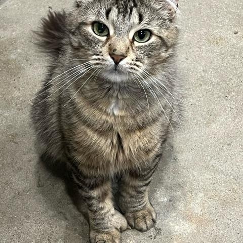 Oliver (Bonded with Milo II)