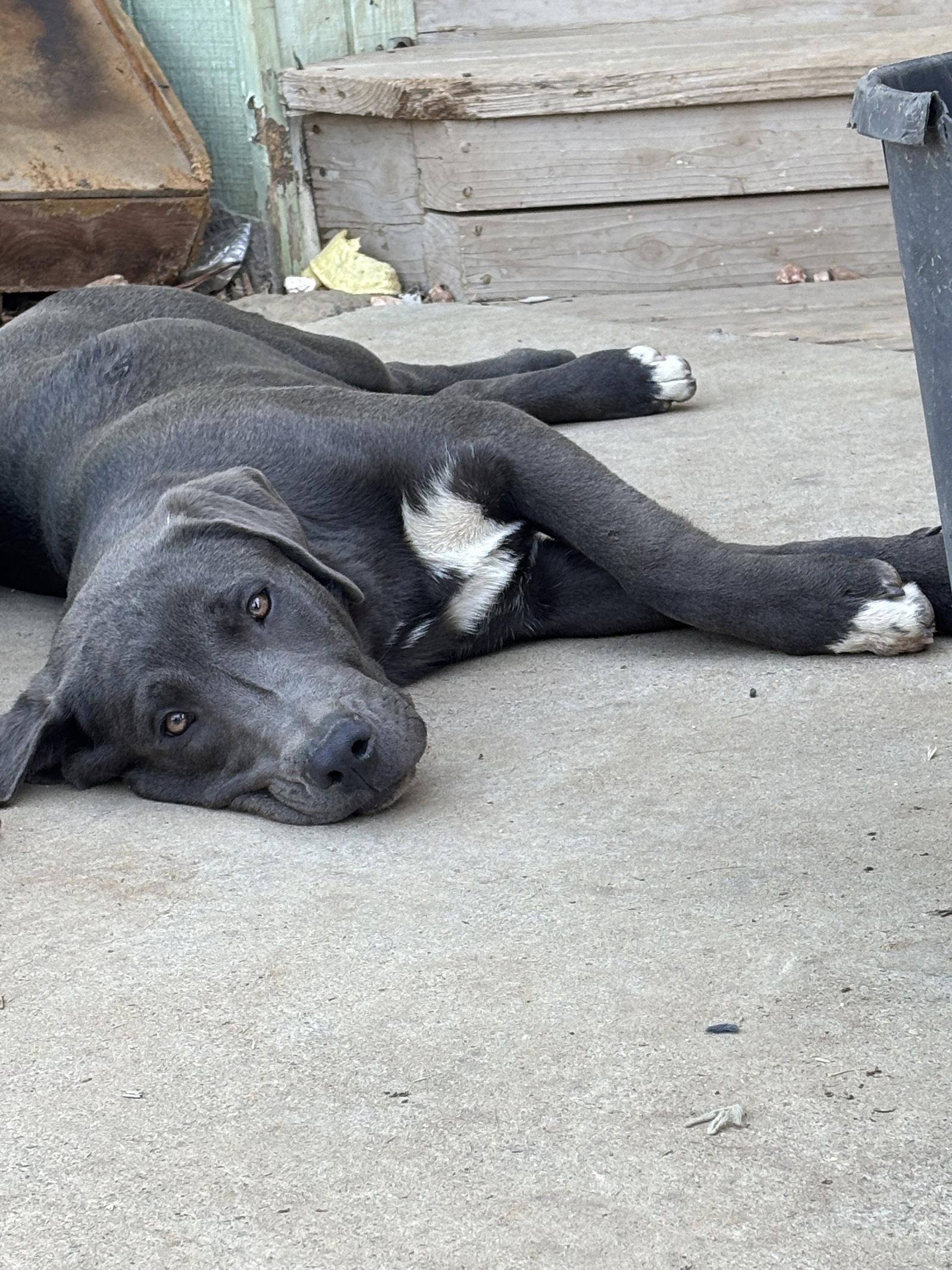 Porscha, Adoptable, Young Female Labrador Retriever & Great Pyrenees.