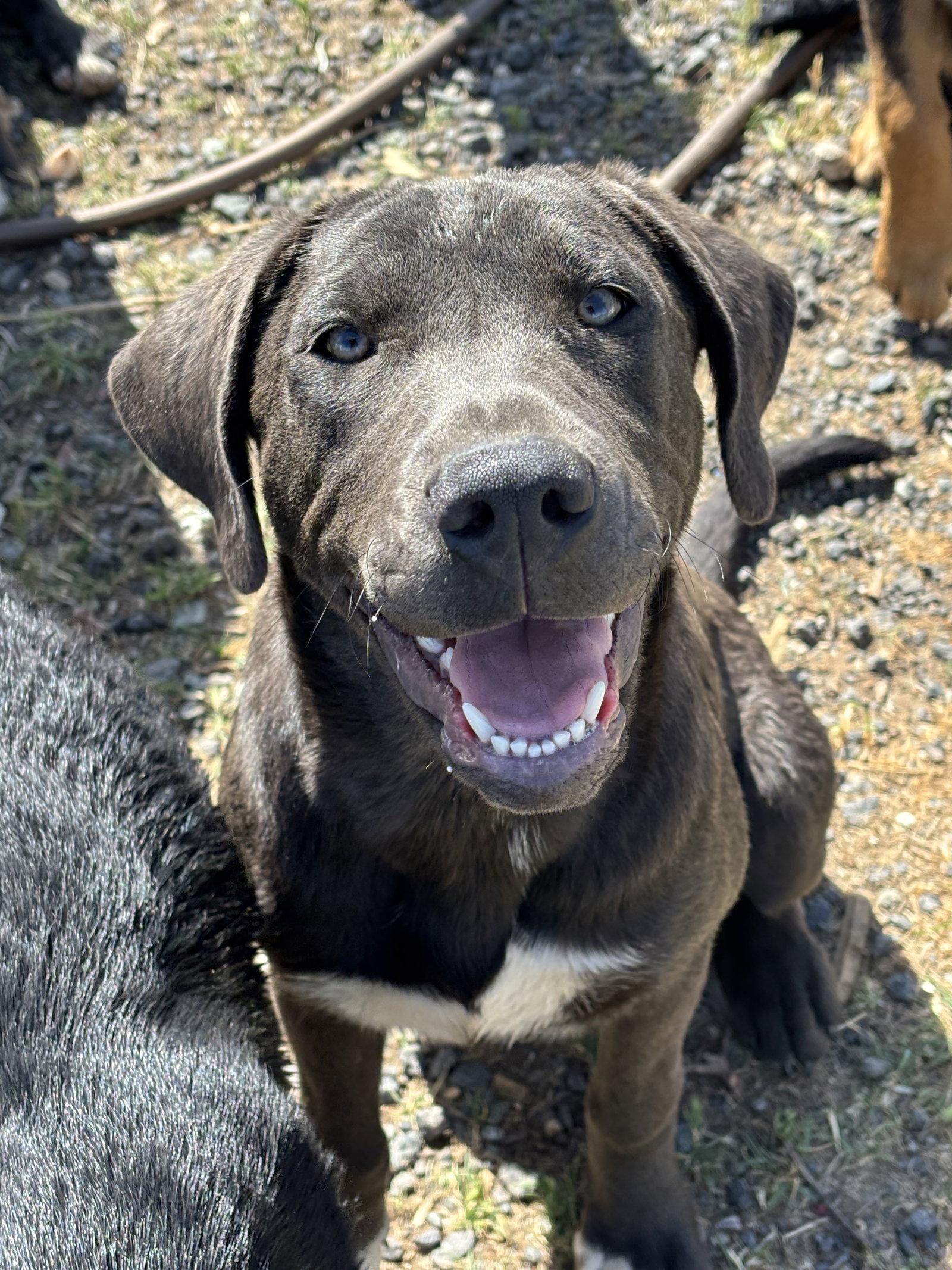 Enlarge Porscha, a Adoptable mixed breed in Milpitas, CA image 2/3