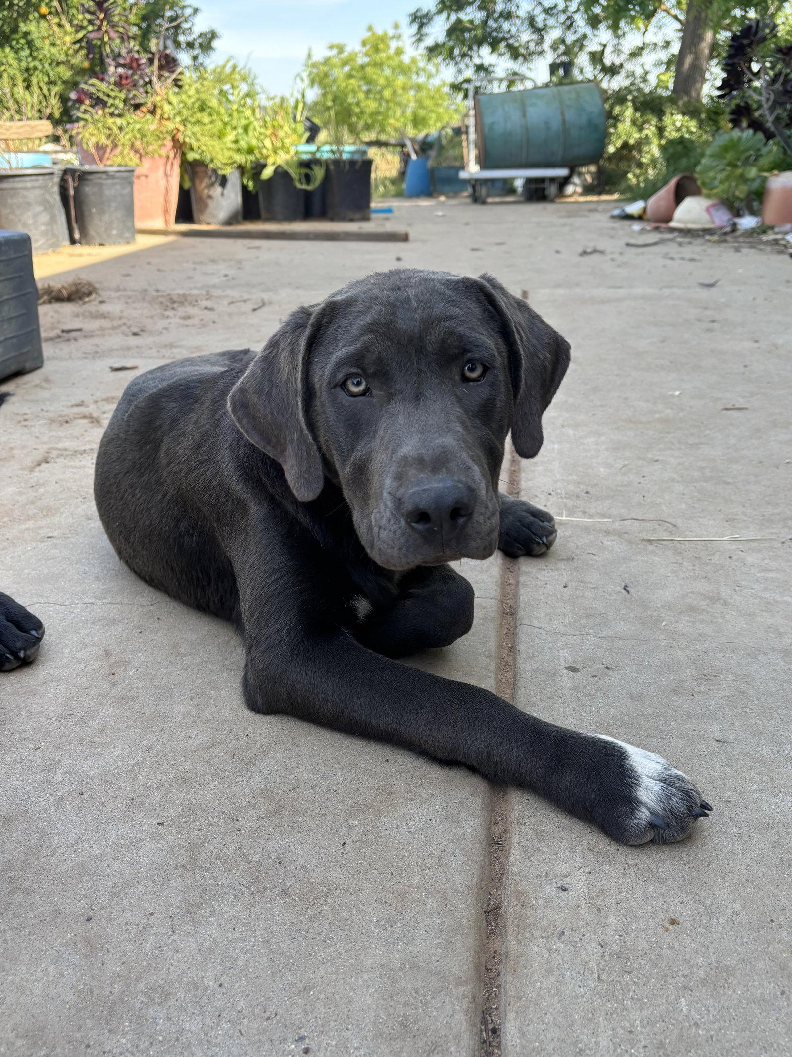 Enlarge Porscha, a Adoptable mixed breed in Milpitas, CA image 3/3