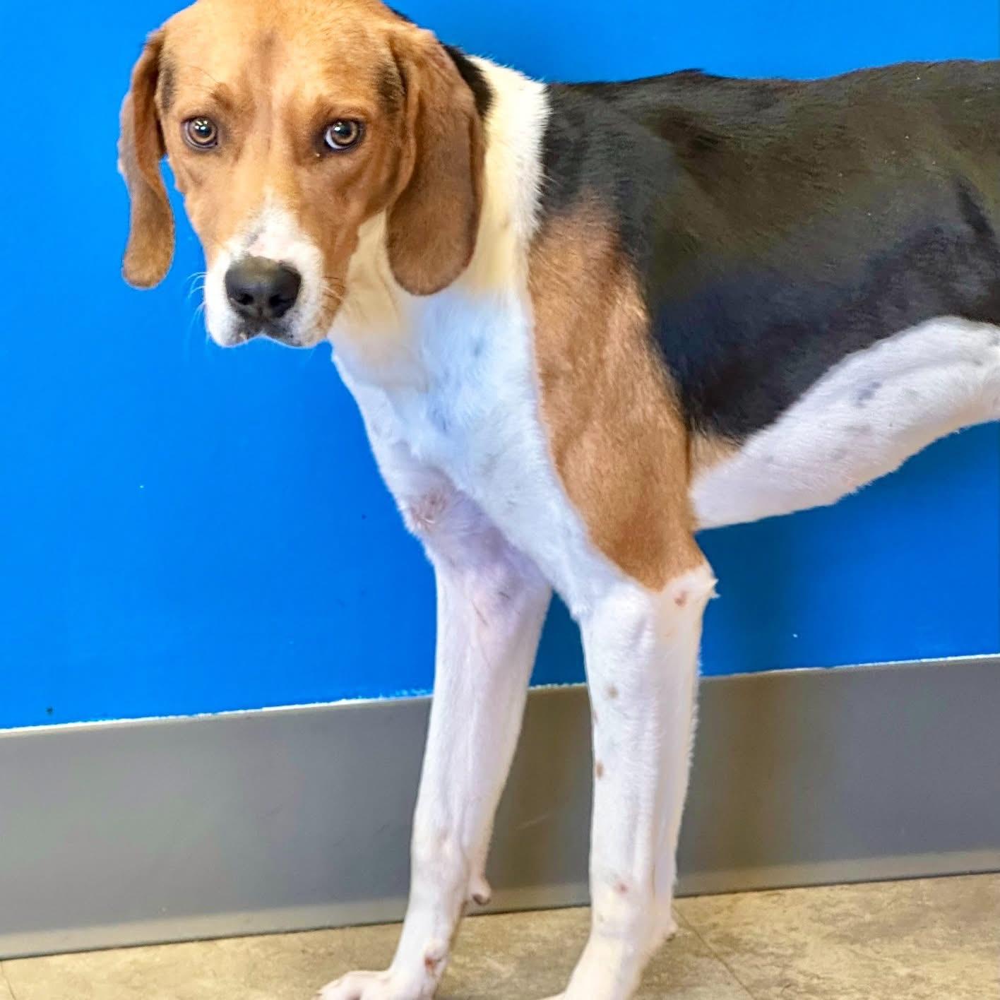 Cal, Adoptable, Adult Male Treeing Walker Coonhound.