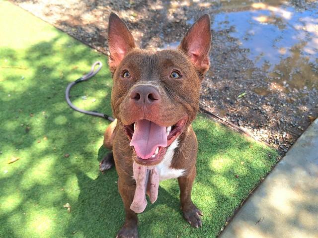 POOKA, Adoptable, Young Male Pit Bull Terrier & Mixed Breed.