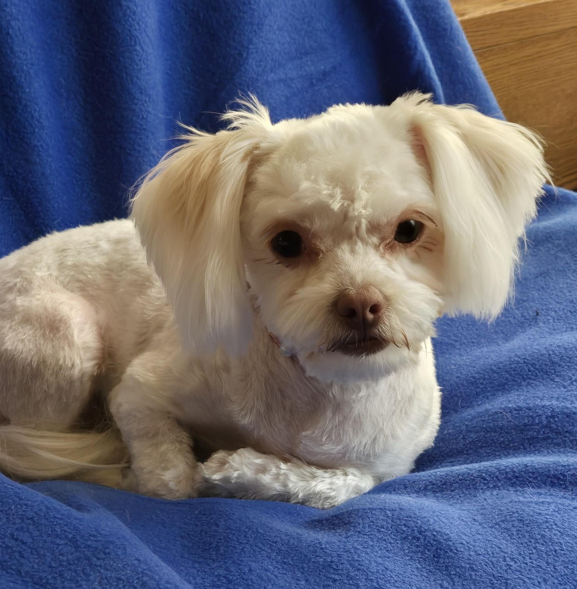 Enlarge Wendy, a ADOPTABLE Maltese in North Augusta, SC image 3/3