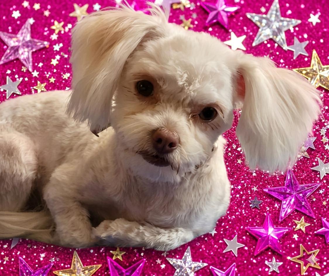 Enlarge Wendy, a ADOPTABLE Maltese in North Augusta, SC image 1/3