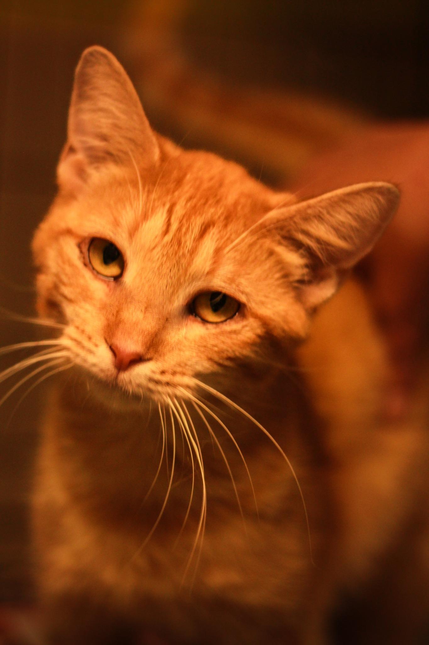 Reba