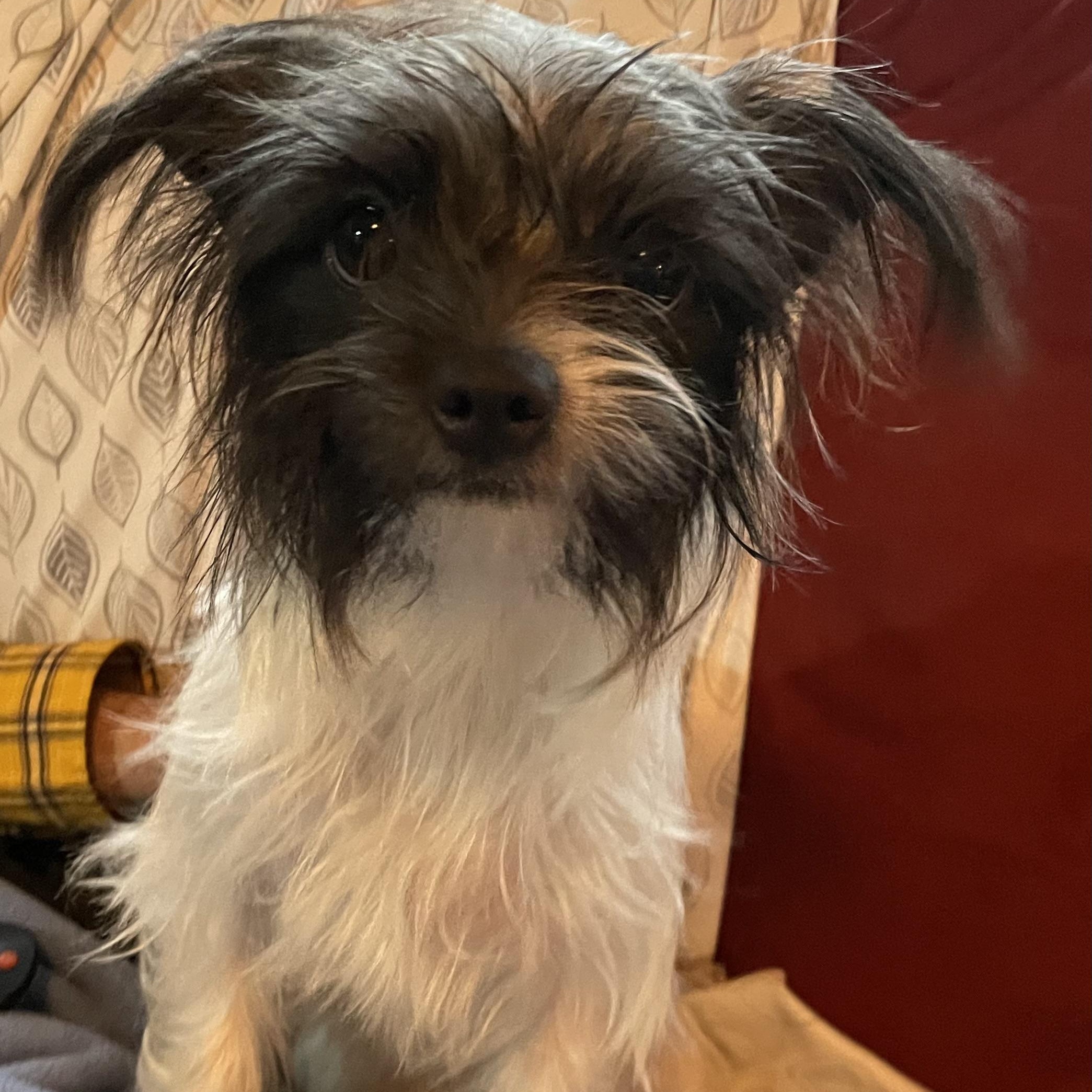 Enlarge Pearl THE Girl!, a ADOPTABLE mixed breed in La Center, WA image 4/4