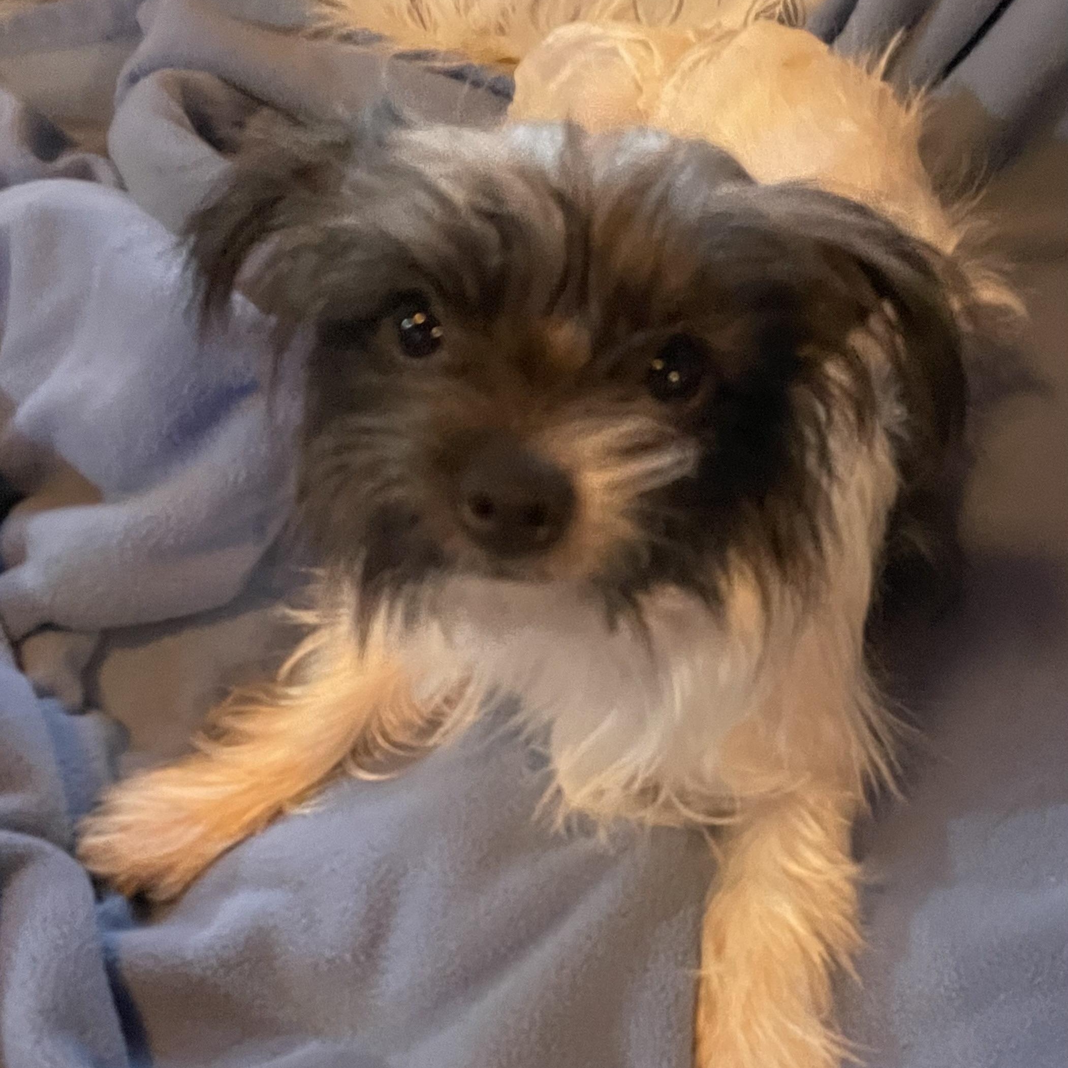 Enlarge Pearl THE Girl!, a ADOPTABLE mixed breed in La Center, WA image 3/4