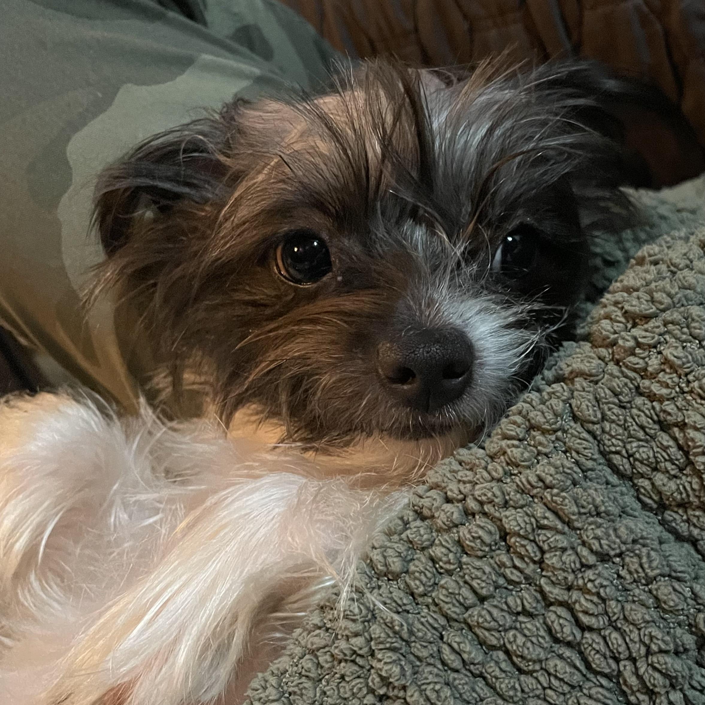 Enlarge Pearl THE Girl!, a ADOPTABLE mixed breed in La Center, WA image 1/4