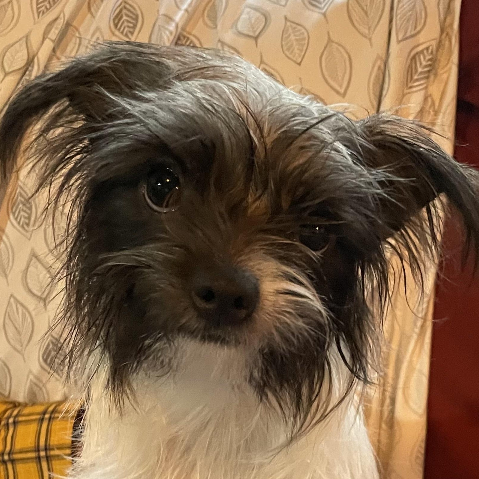 Enlarge Pearl THE Girl!, a ADOPTABLE mixed breed in La Center, WA image 2/4