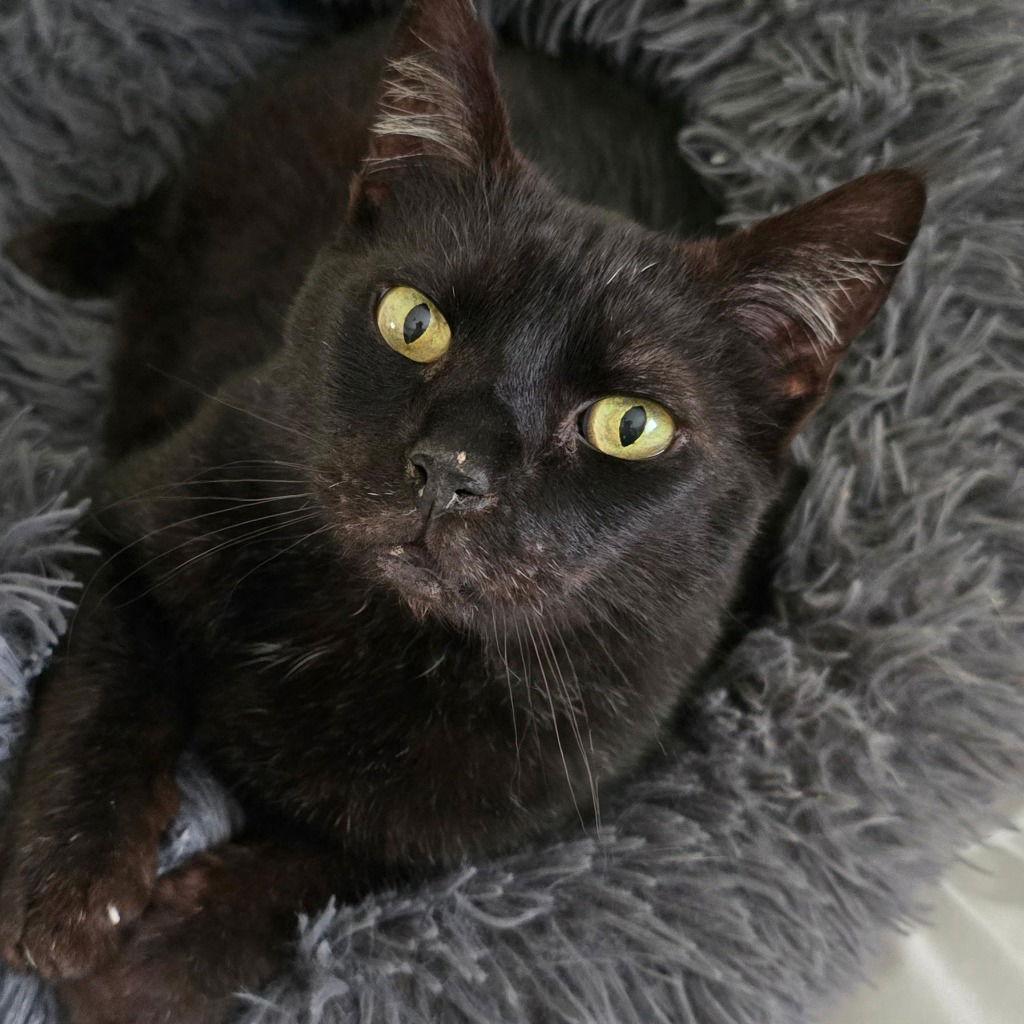 Enlarge Freya, a Adoptable Domestic Short Hair in St. Helens, OR image 3/3