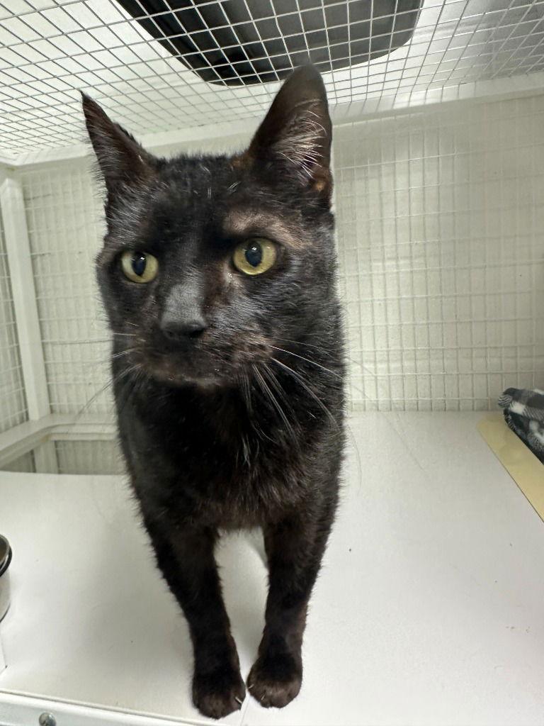 Enlarge Freya, a Adoptable Domestic Short Hair in St. Helens, OR image 1/3