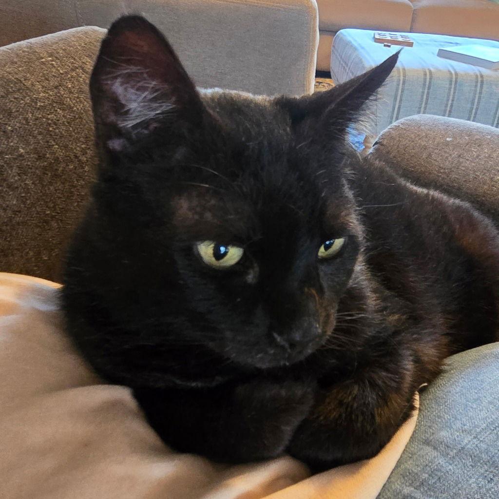 Enlarge Freya, a Adoptable Domestic Short Hair in St. Helens, OR image 2/3