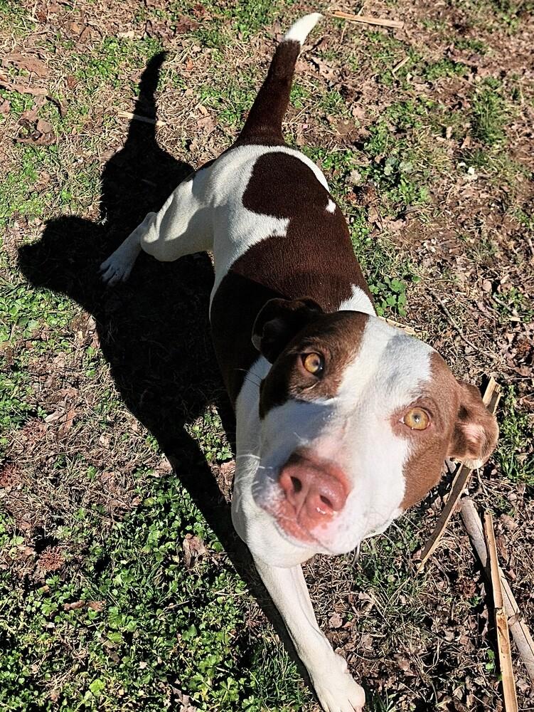 Klara, Adoptable, Adult Female Pit Bull Terrier.