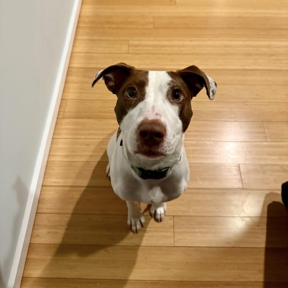 Enlarge Klara, a Adoptable mixed breed in Boston, MA image 1/6