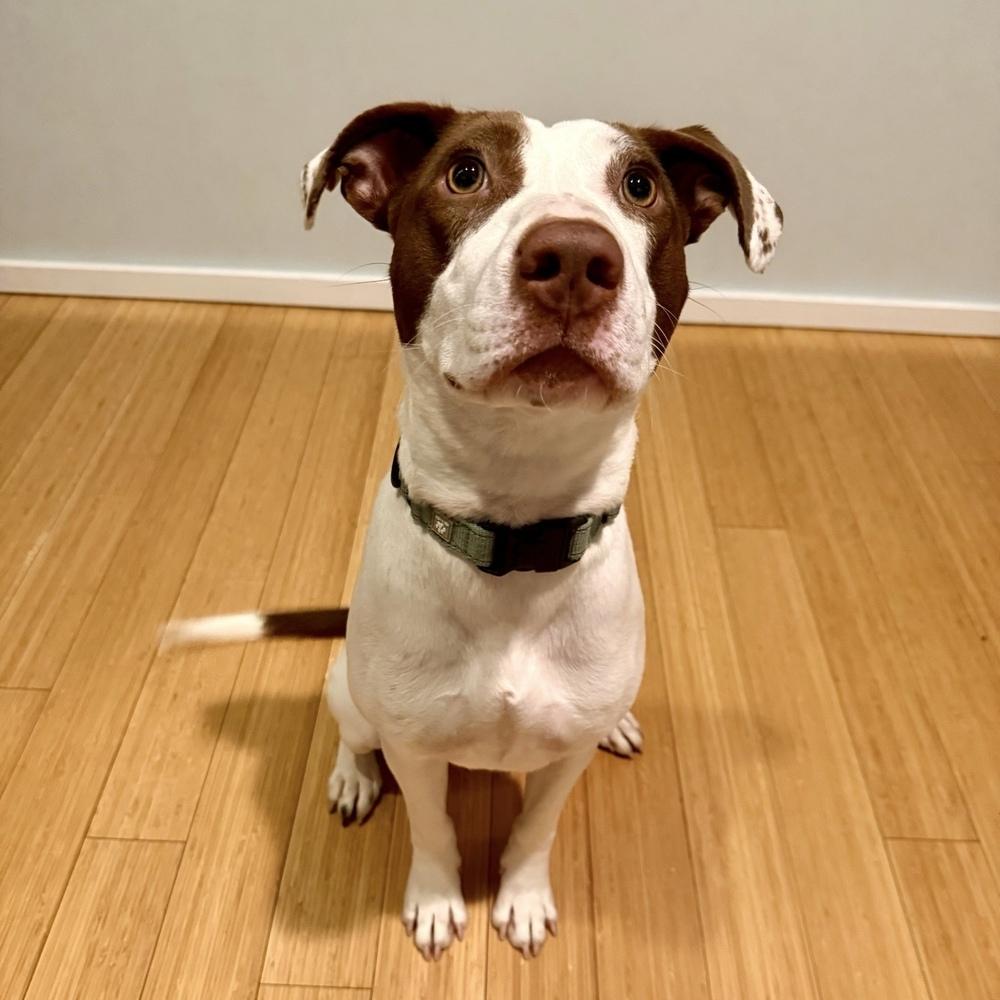 Klara, Adoptable, Adult Female Pit Bull Terrier.
