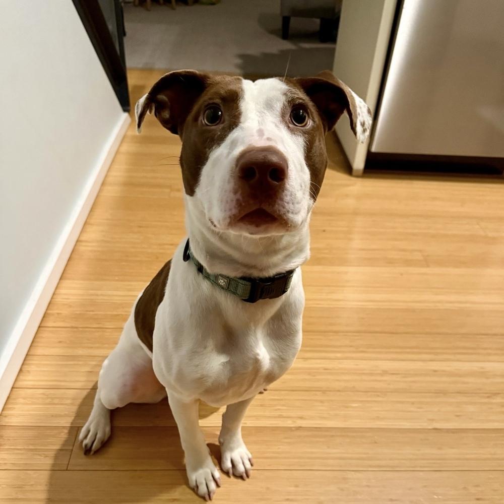 Enlarge Klara, a Adoptable mixed breed in Boston, MA image 3/6