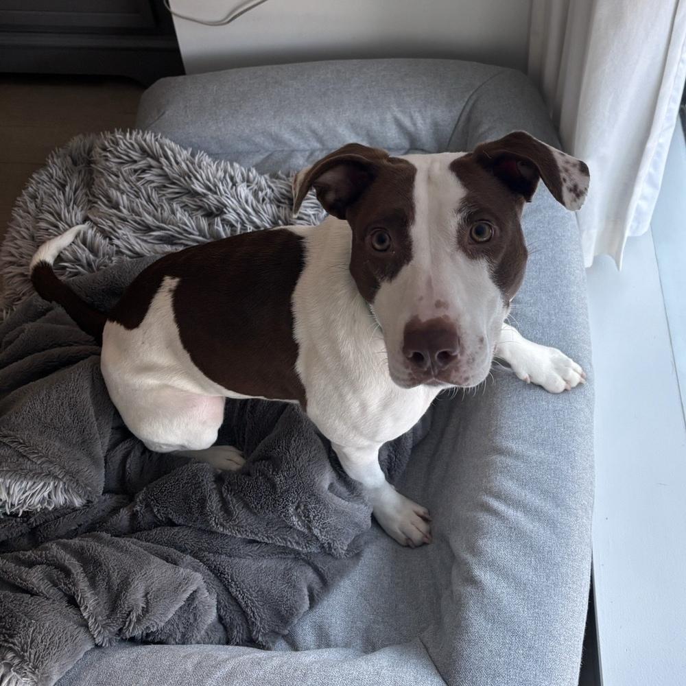 Enlarge Klara, a Adoptable mixed breed in Boston, MA image 6/6