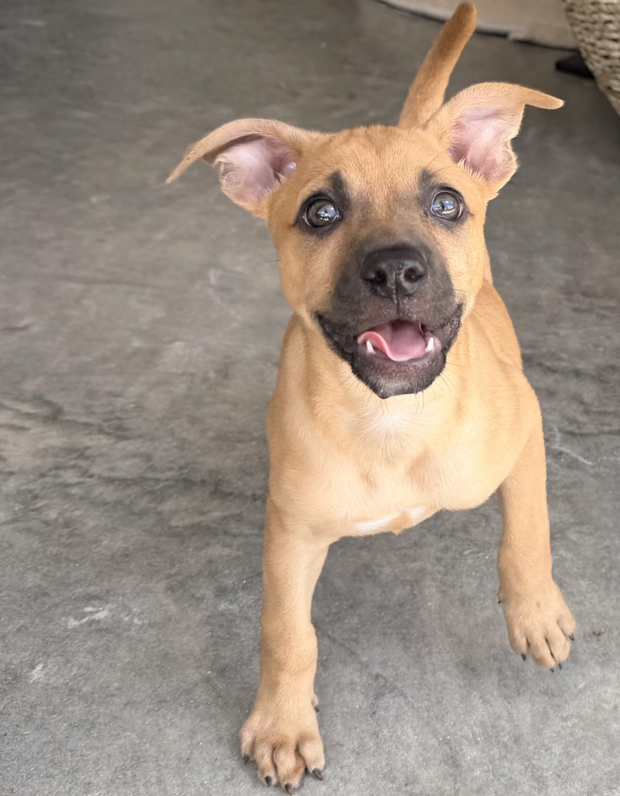 Bacon, adopted, Puppy Male Chihuahua & Mixed Breed.