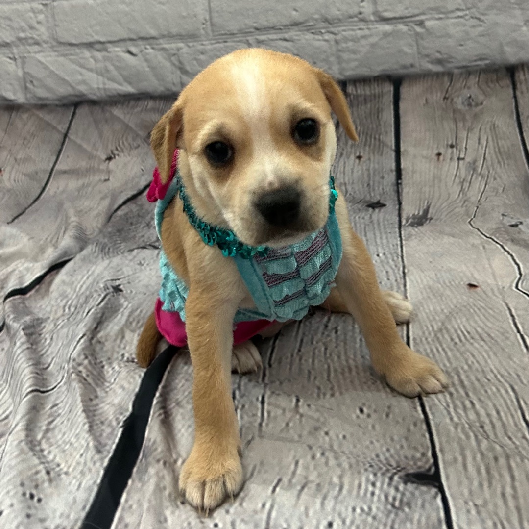 Honey, a Adoptable mixed breed in Wills Point, TX image 1/13