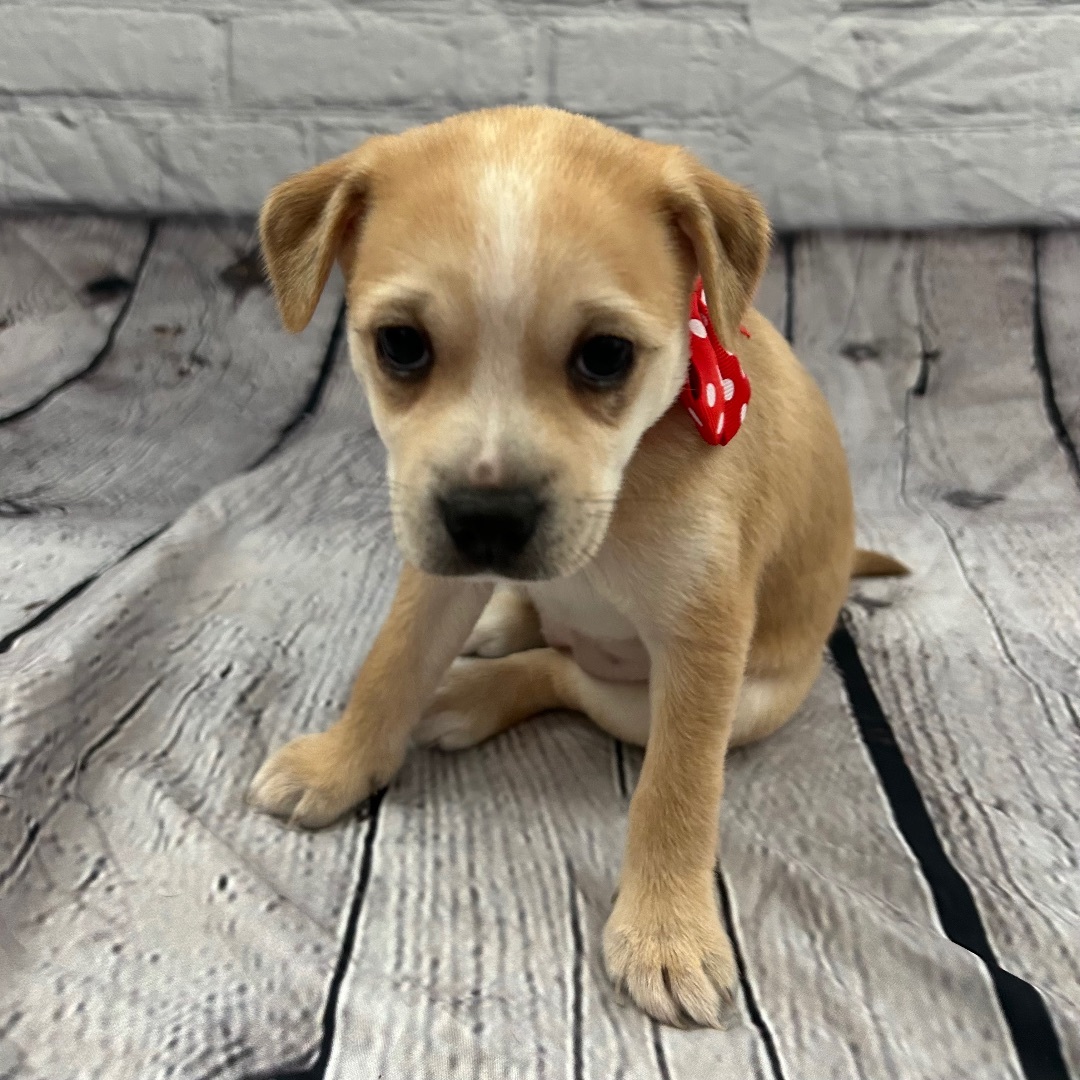 Honey, a Adoptable mixed breed in Wills Point, TX image 3/13