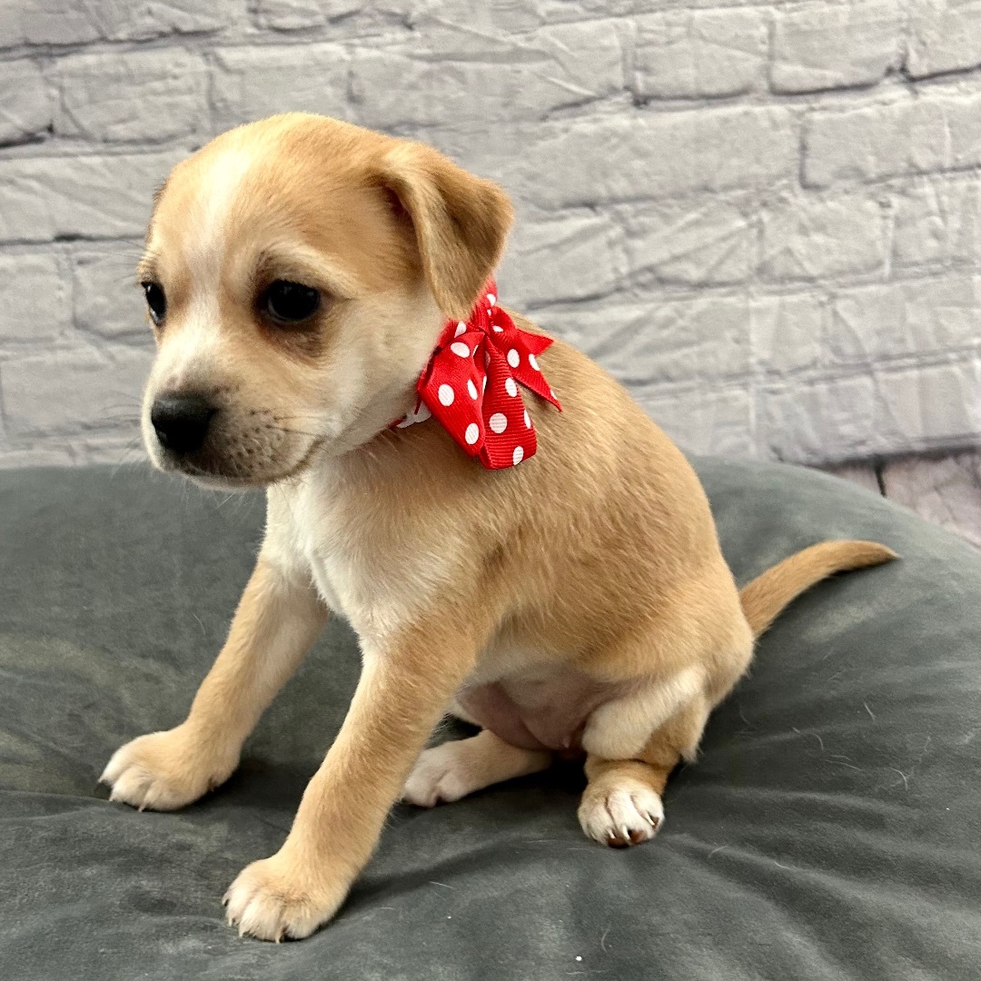 Honey, a Adoptable mixed breed in Wills Point, TX image 4/13