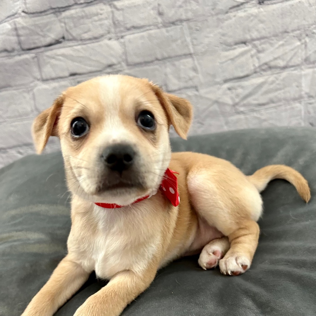 Honey, a Adoptable mixed breed in Wills Point, TX image 5/13