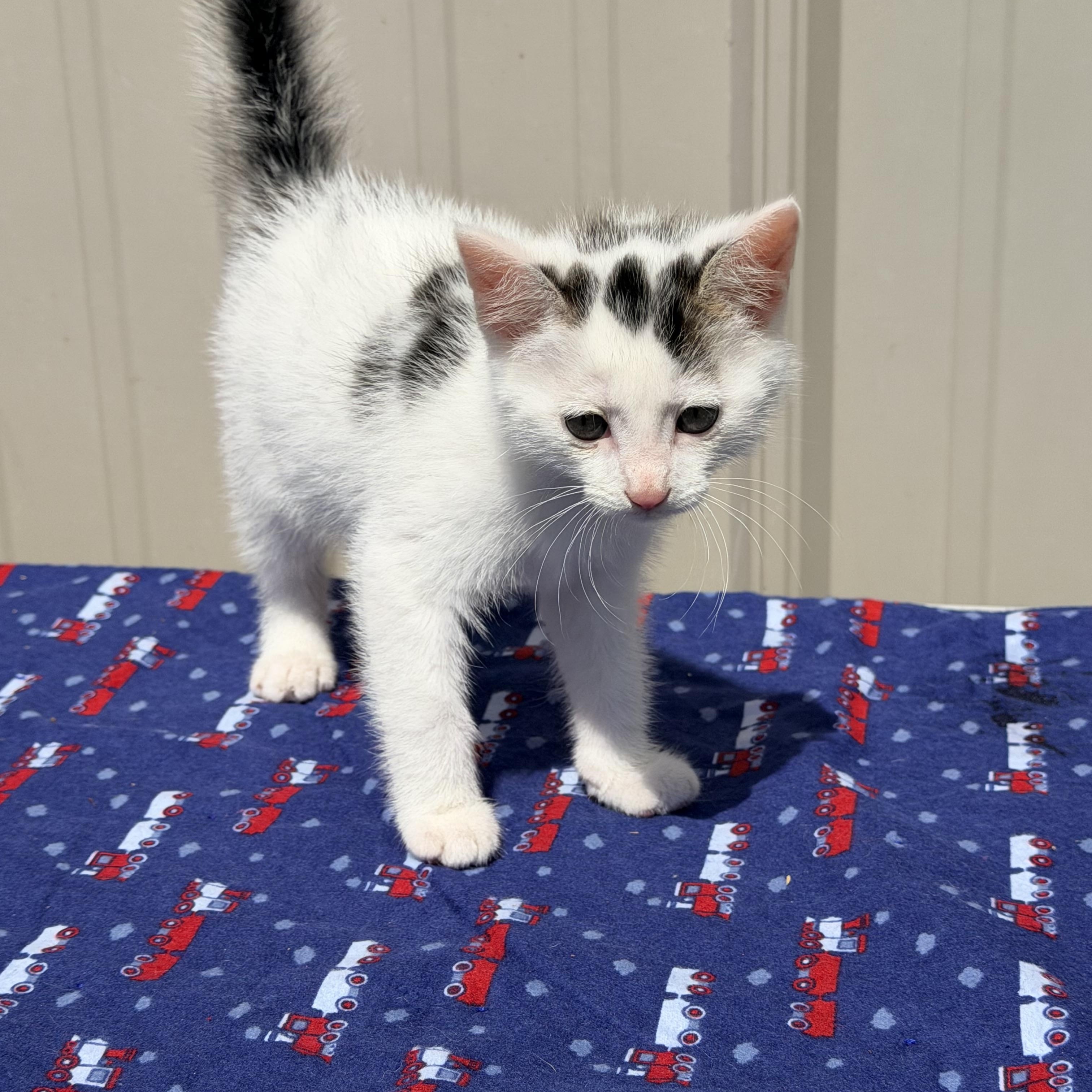 Luka, adopted, Kitten Male Domestic Short Hair.