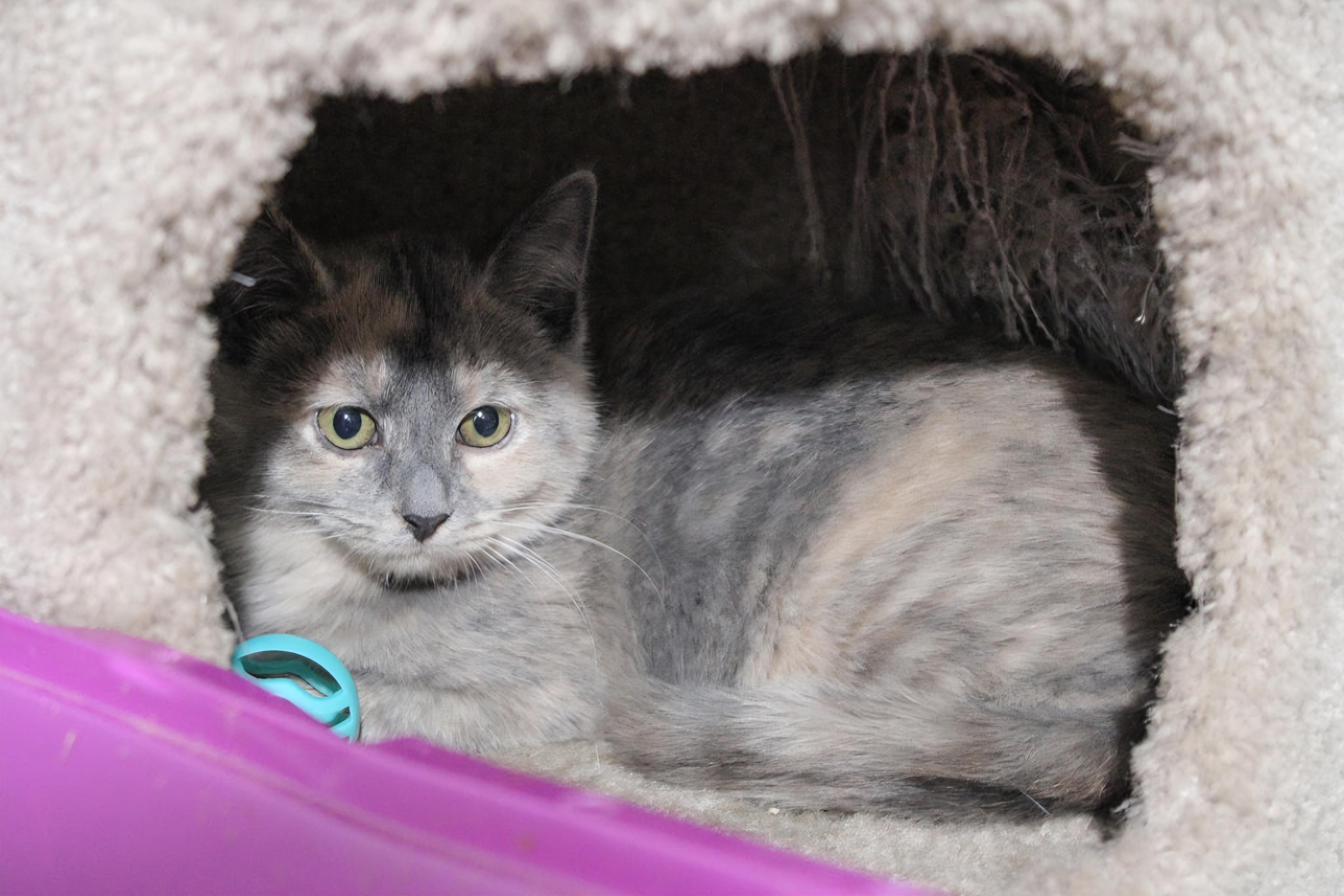Enlarge Fior, a ADOPTABLE Domestic Short Hair in Ashland, OH image 1/1