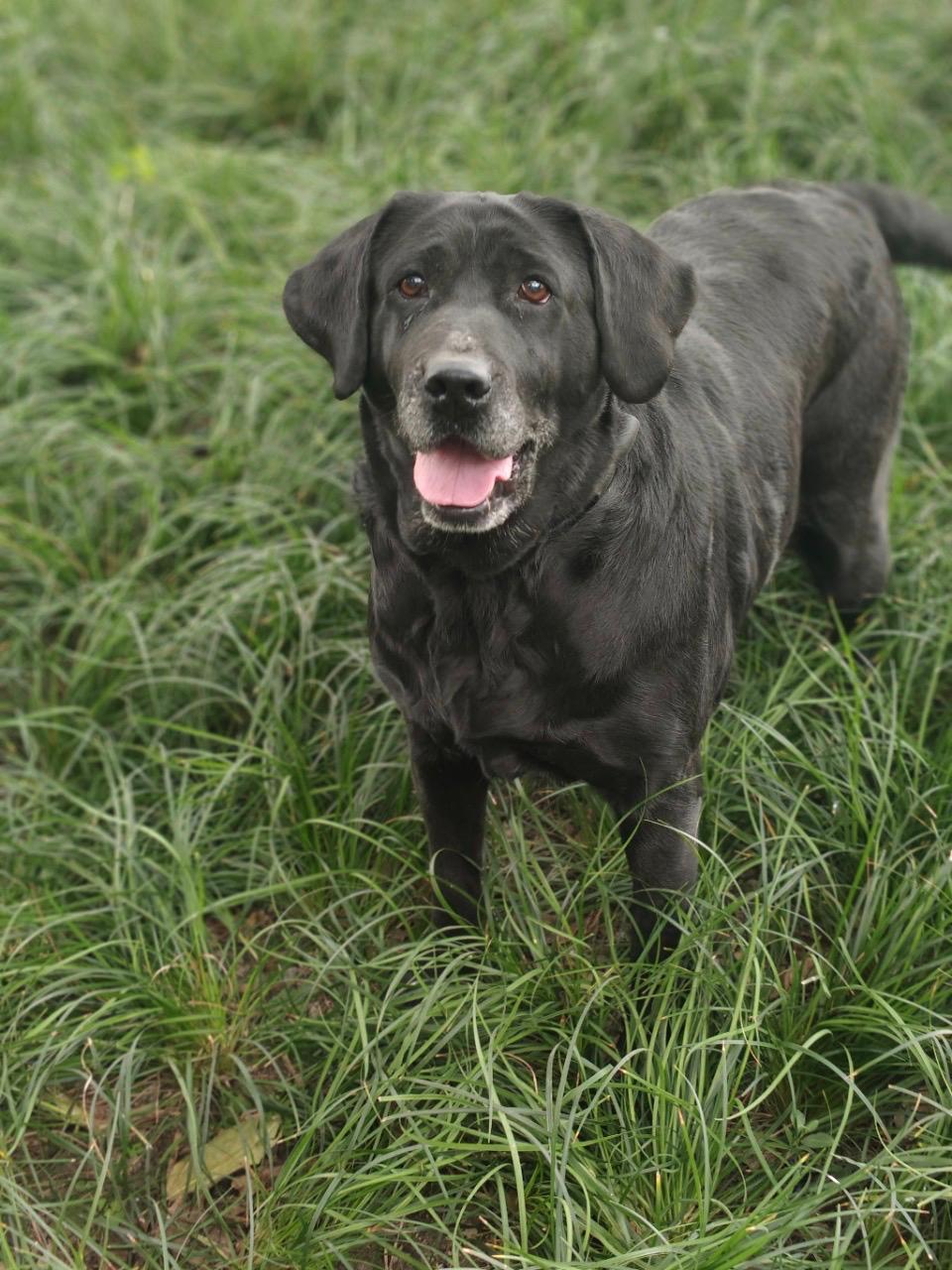 Enlarge Ella, an adoption pending Black Labrador Retriever in Whitchurch-stouffville, ON image 3/6