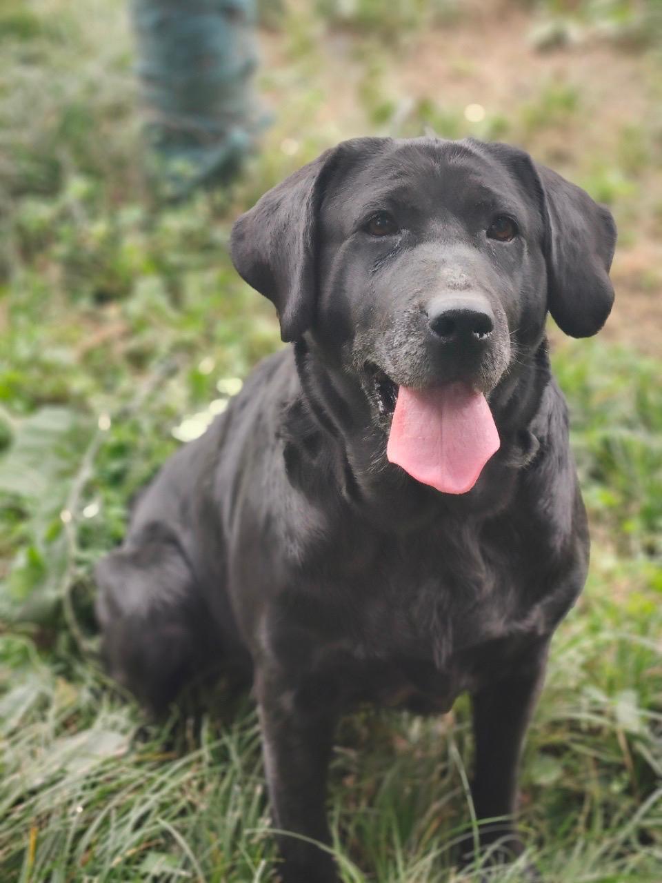 Enlarge Ella, an adoption pending Black Labrador Retriever in Whitchurch-stouffville, ON image 1/6